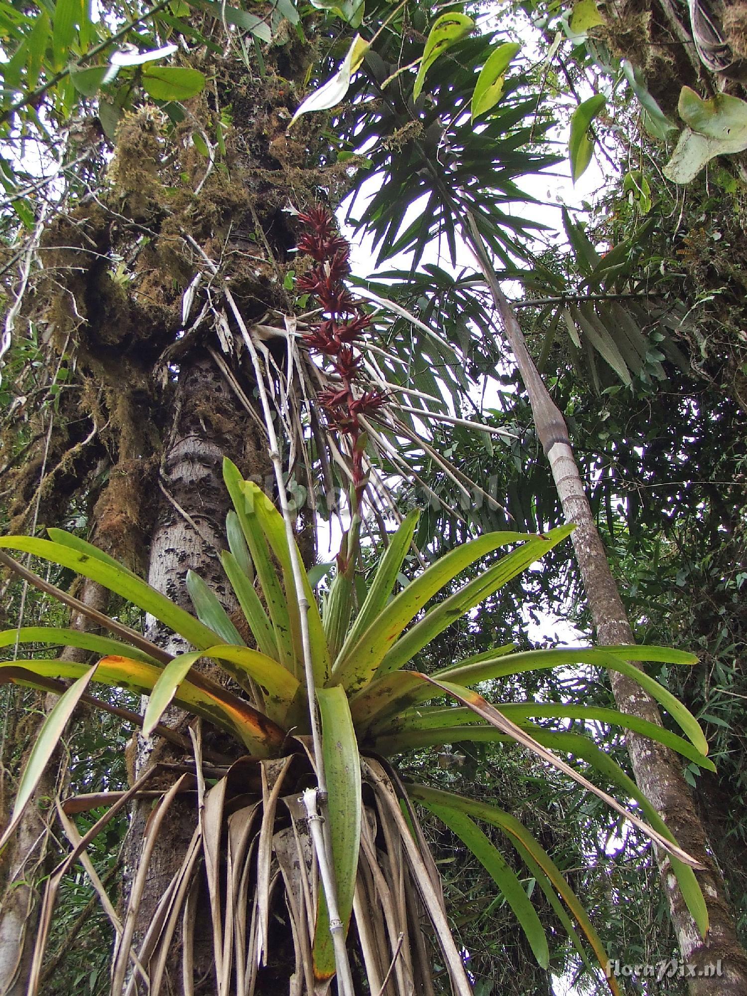 Guzmania lehmanniana