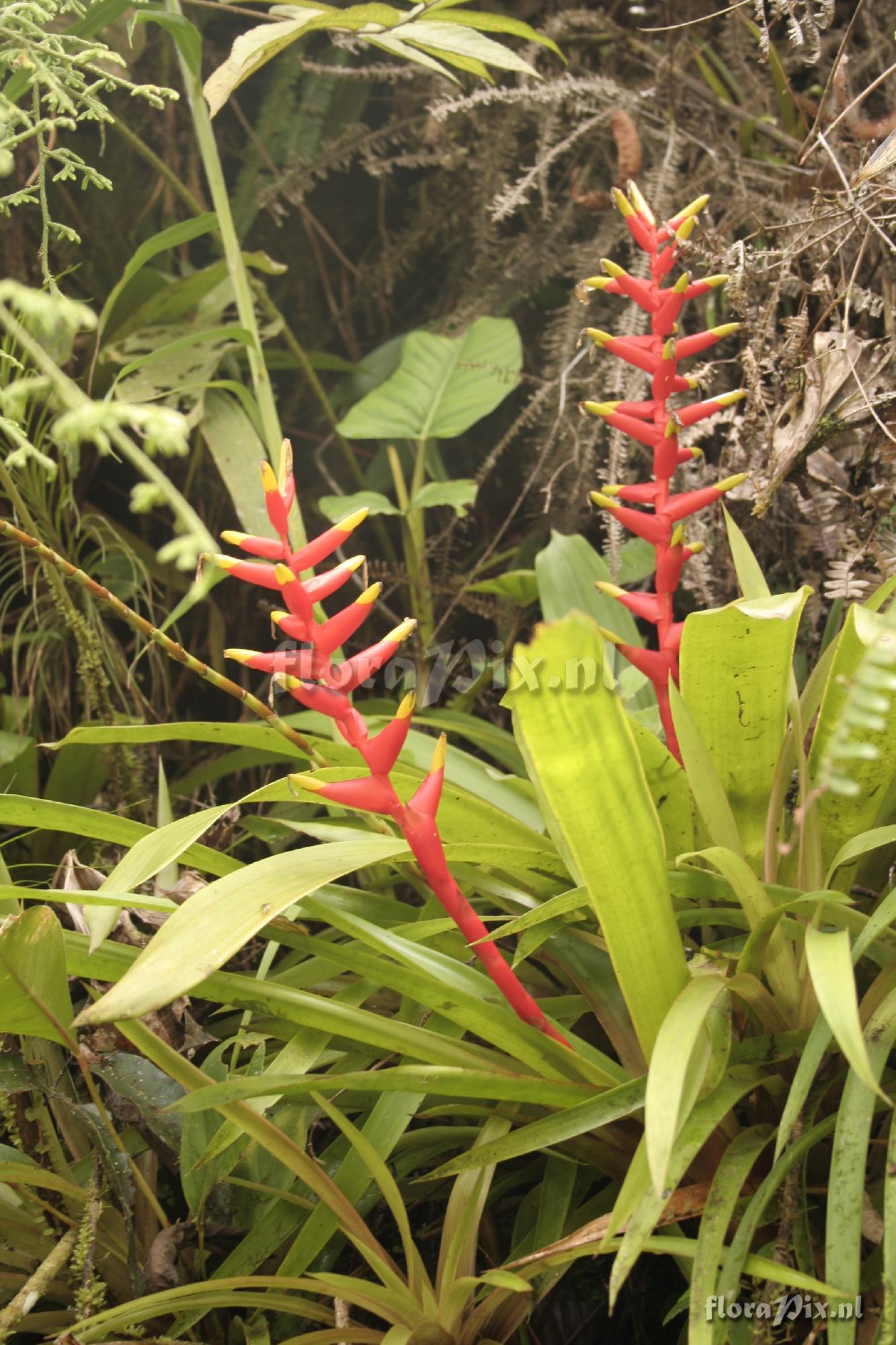 Guzmania rosea