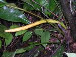 Pitcairnia oblanceolata