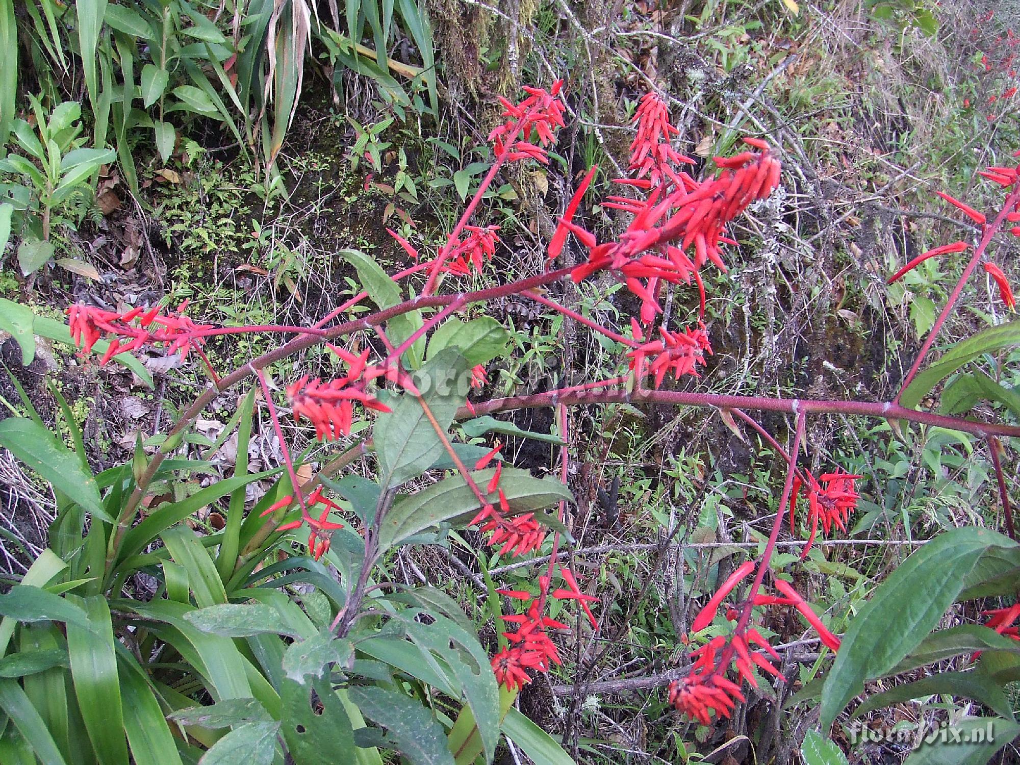 Pitcairnia lehmannii