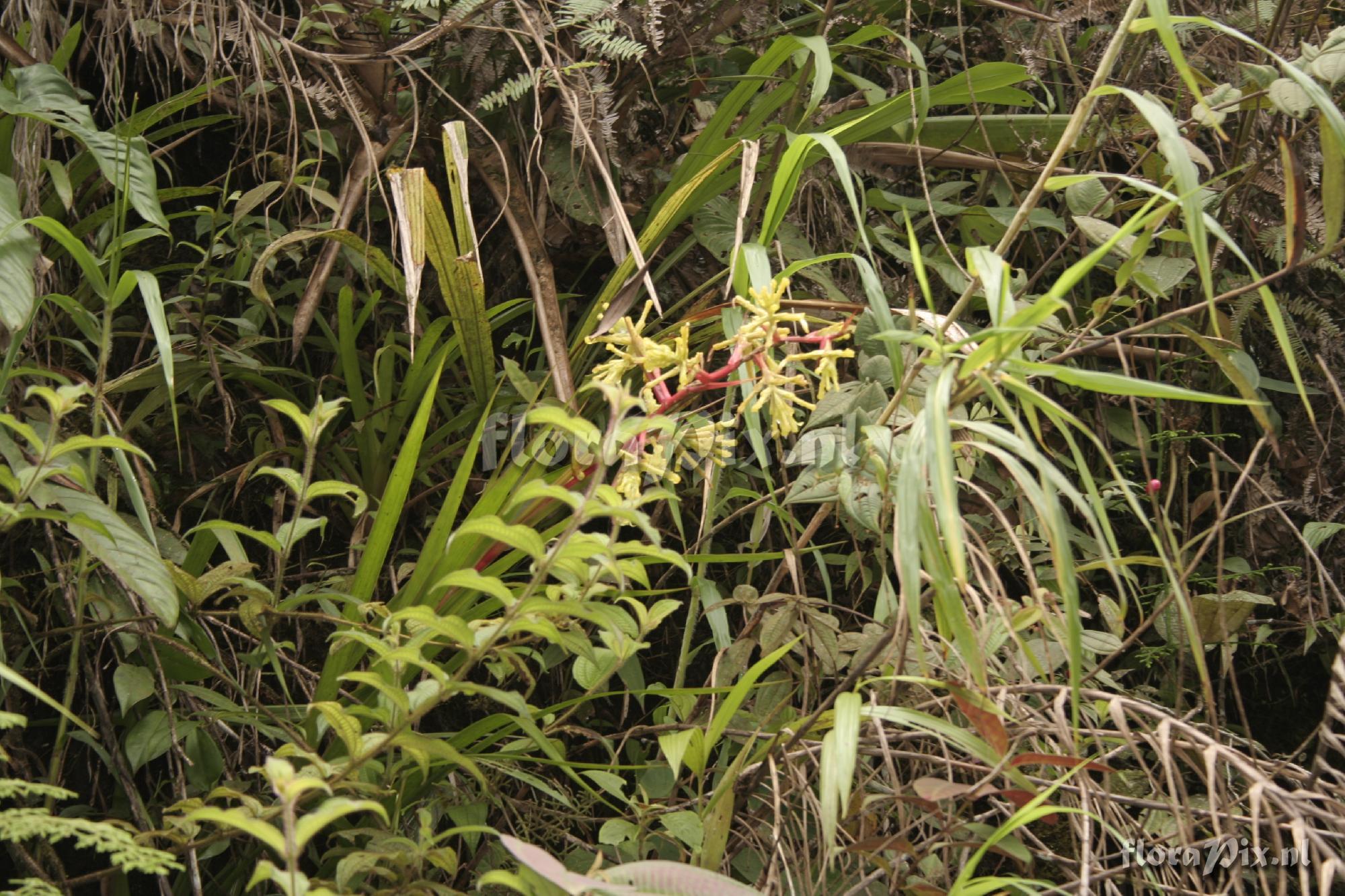 Guzmania xanthobracteata