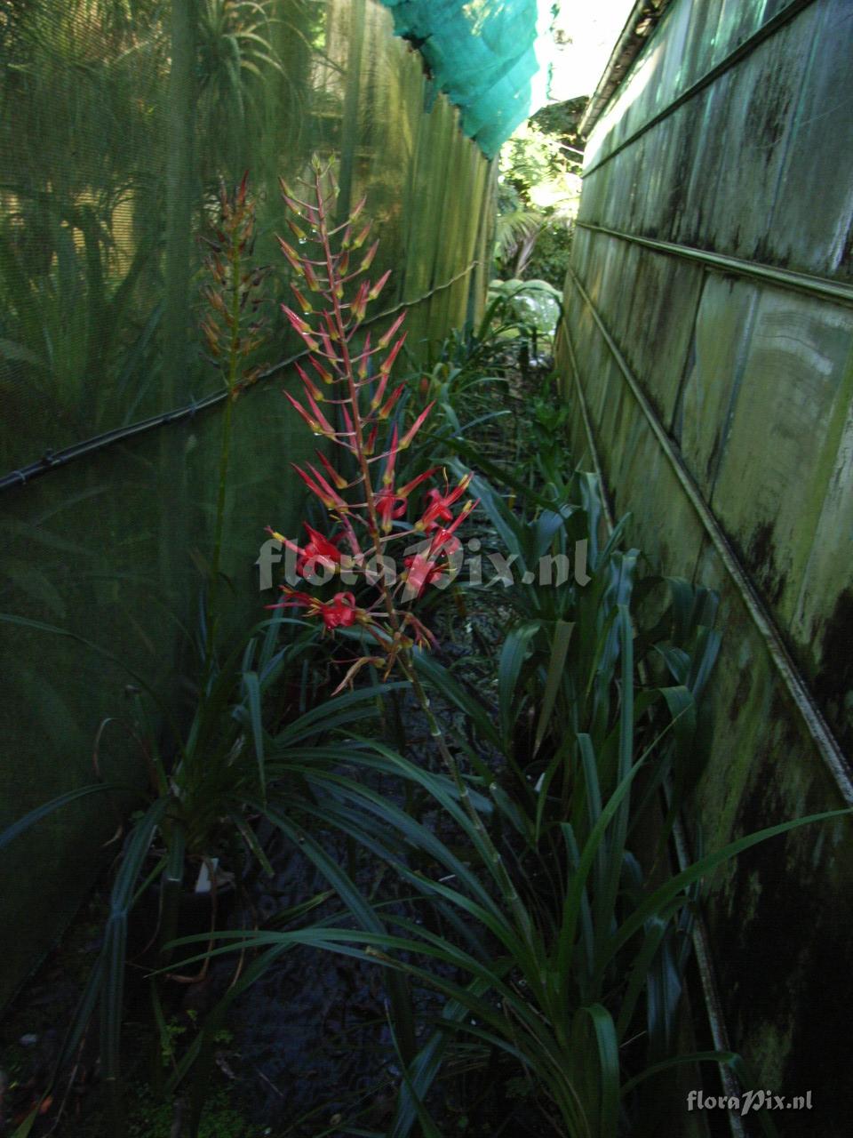 Pitcairnia staminea