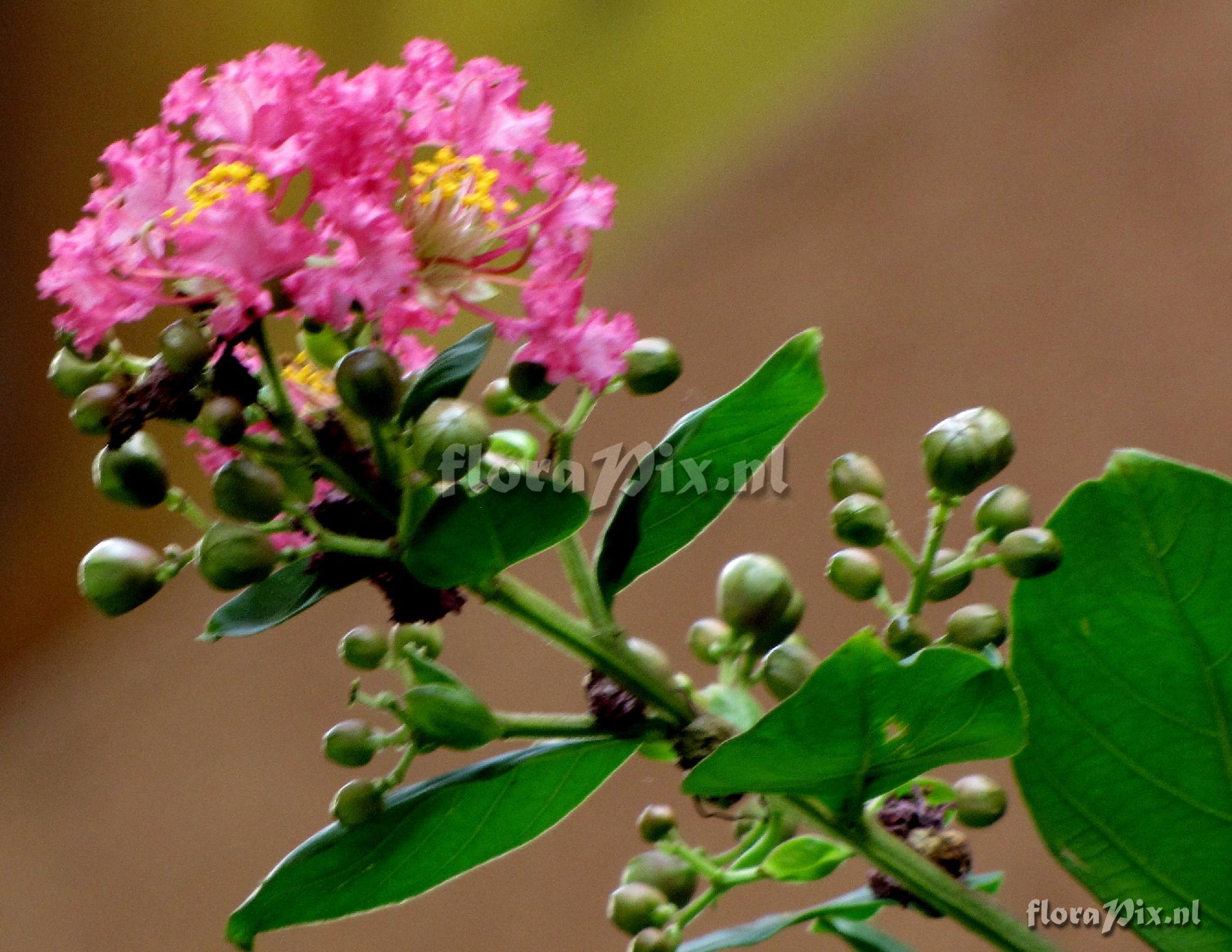 Lagerstroemia sp. 