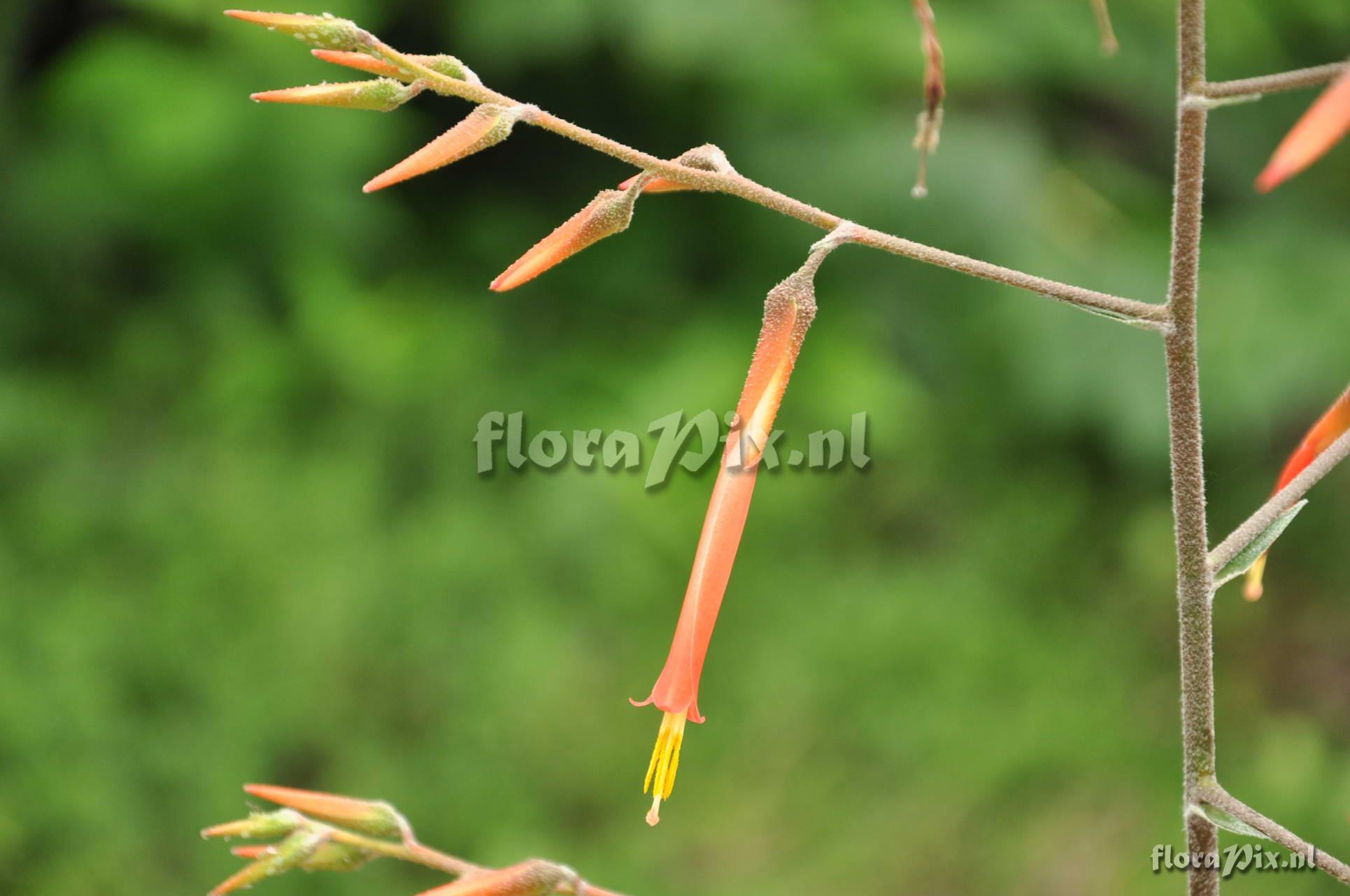 Pitcairnia spec.