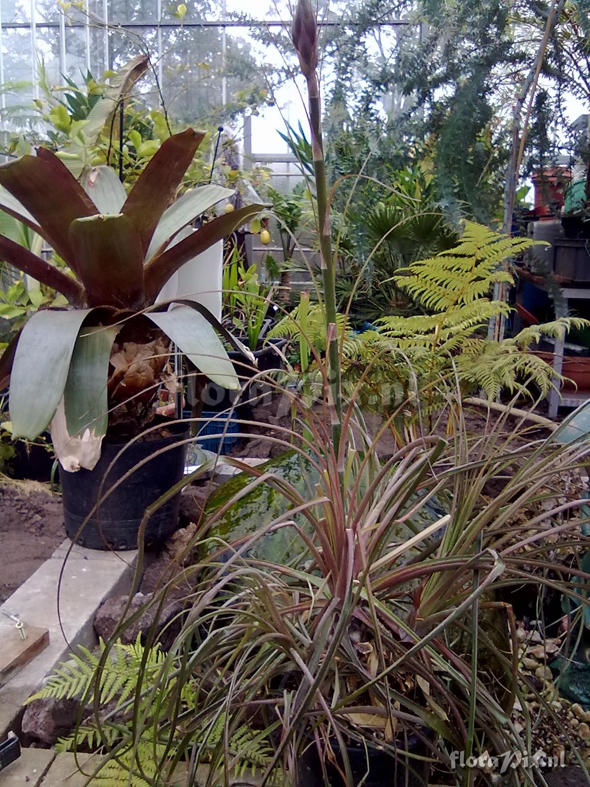 Puya mirabilis