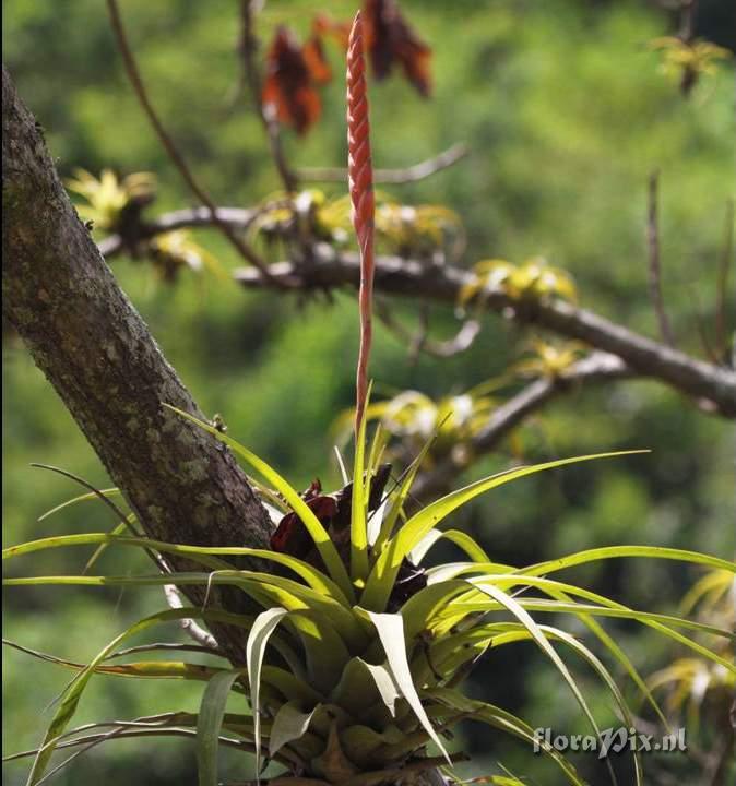 Tillandsia barclayana