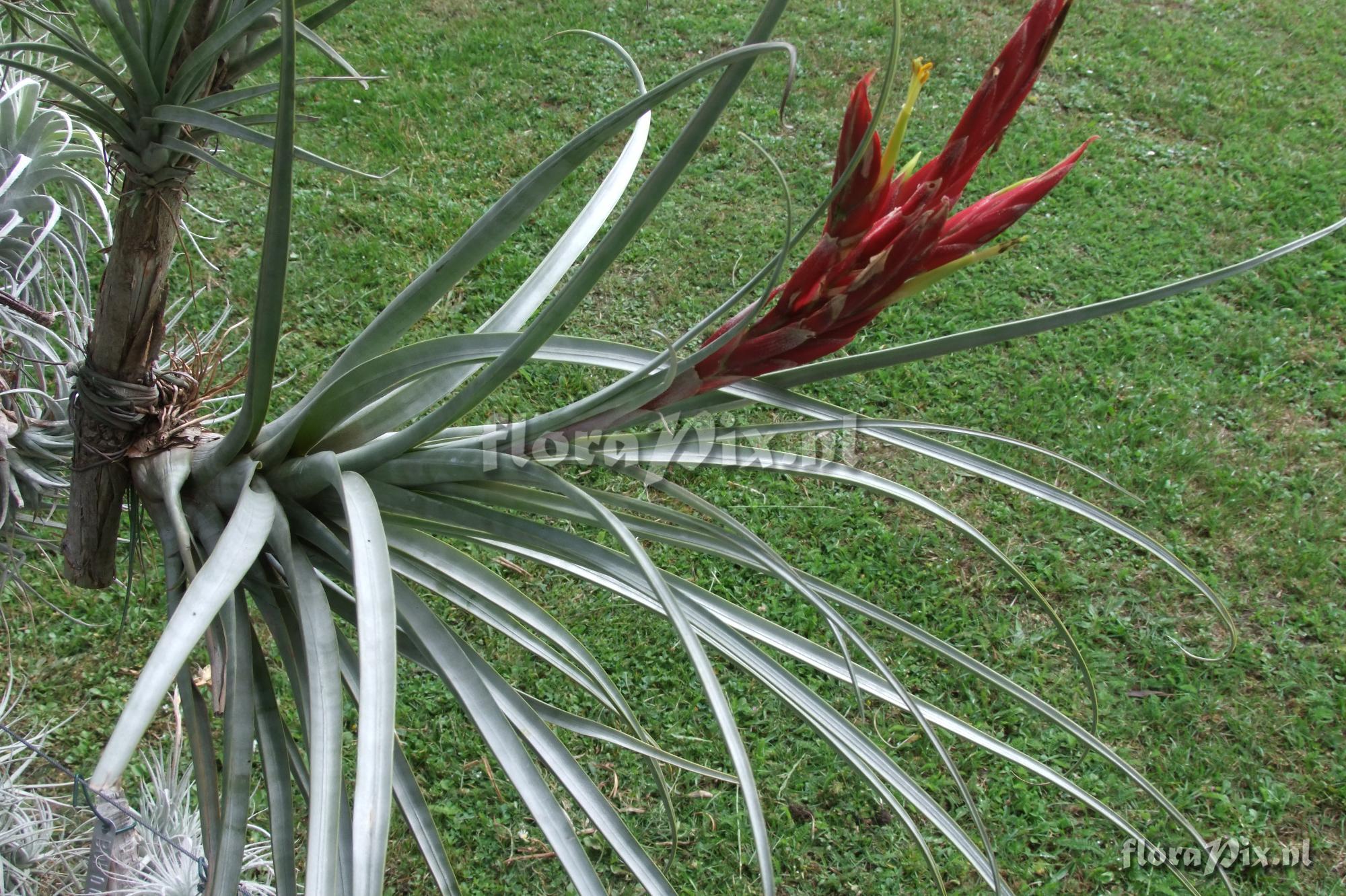 Tillandsia schusteri