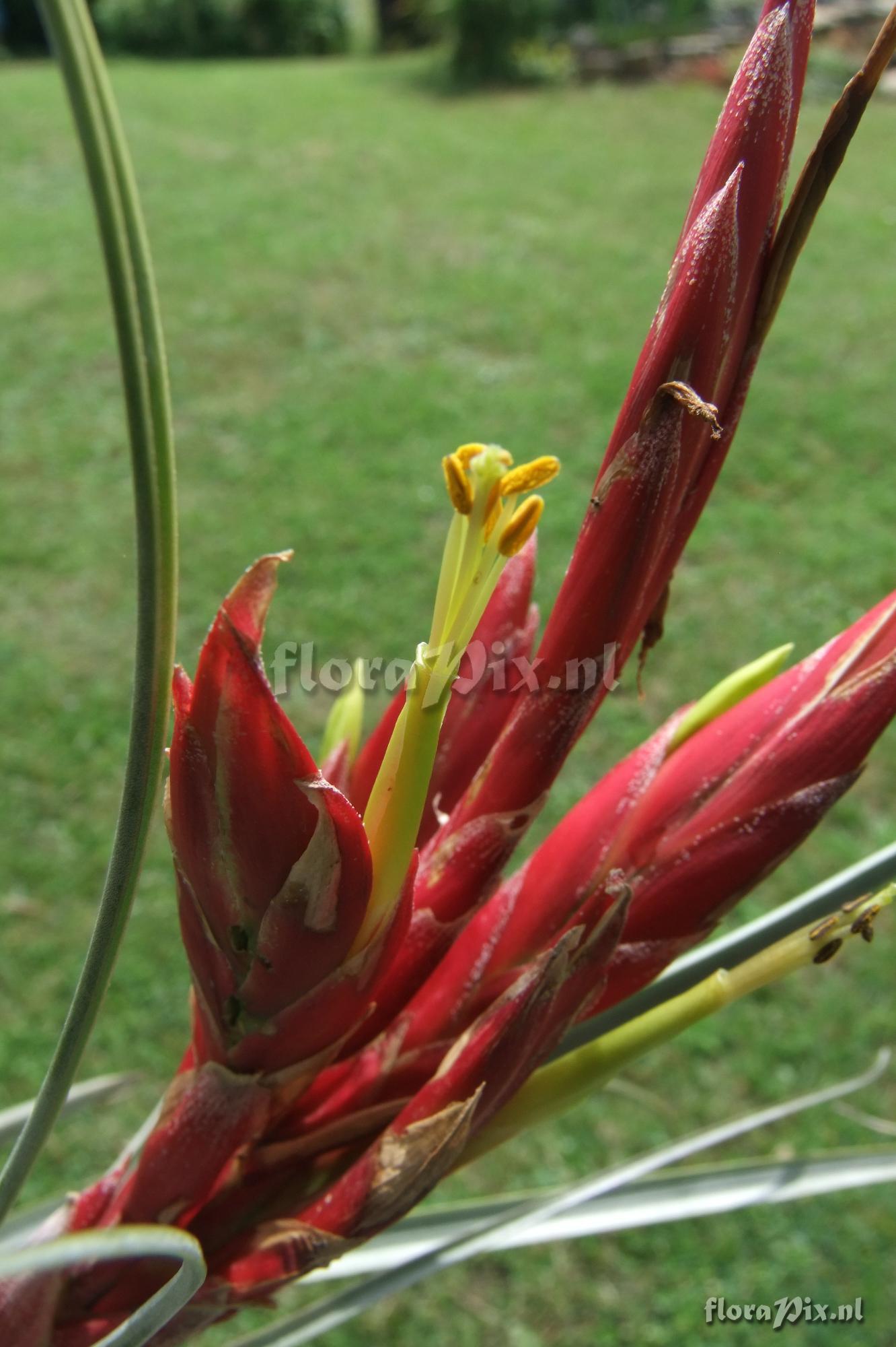 Tillandsia schusteri