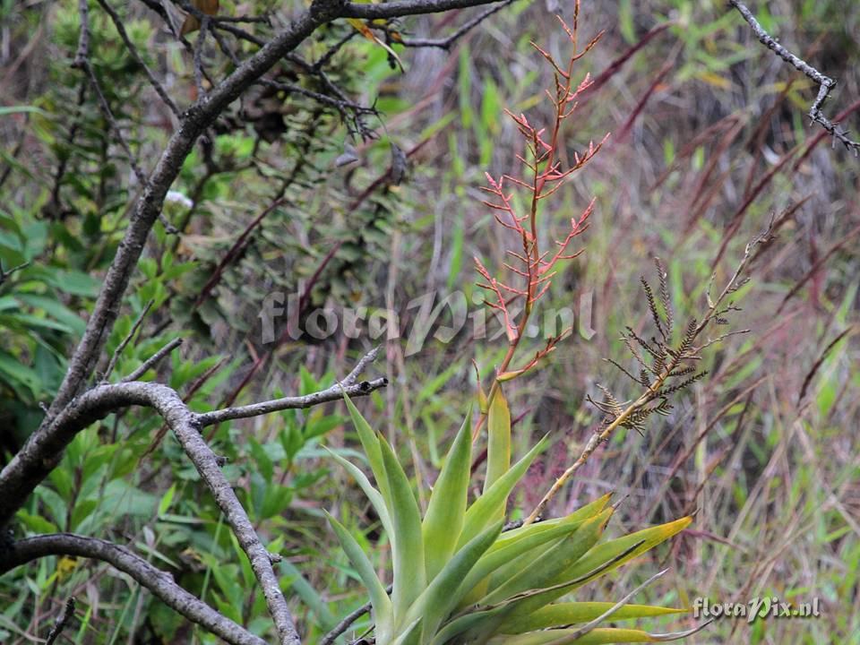 Tillandsia 