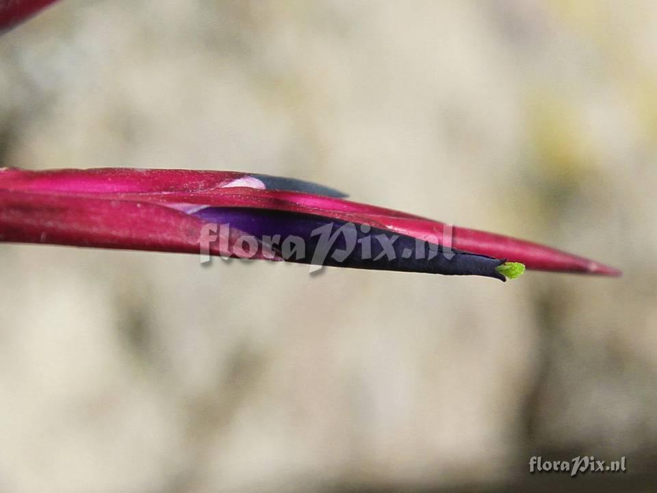 Tillandsia (Vriesea) andreettae