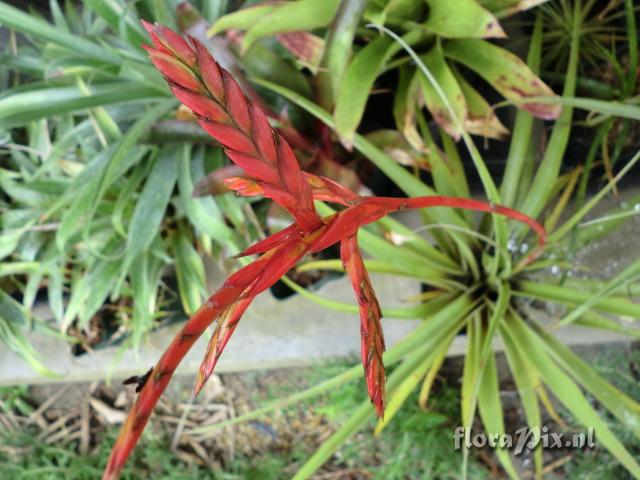 Tillandsia latifolia var. divaricata