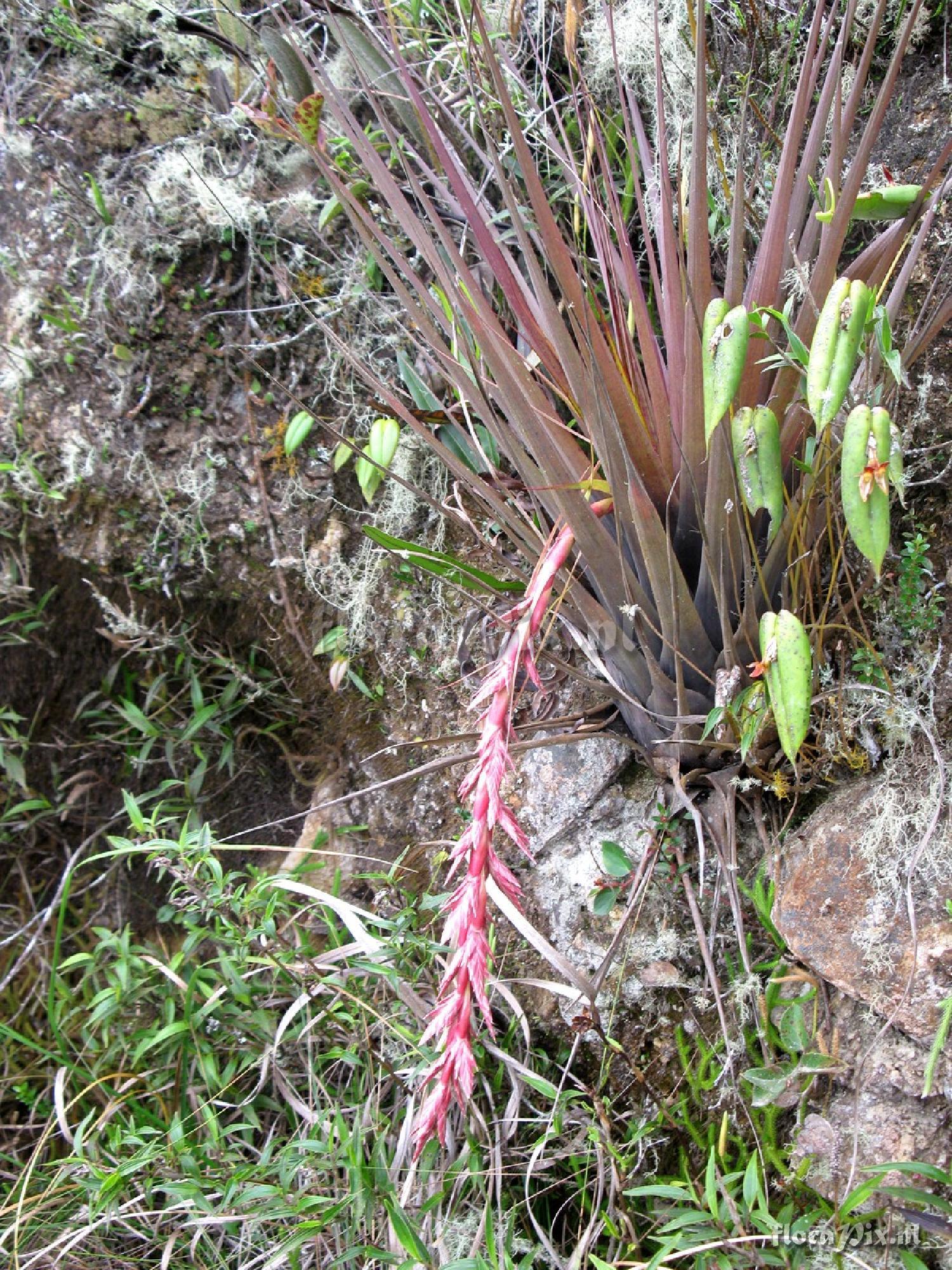 Tillandsia  engleriana