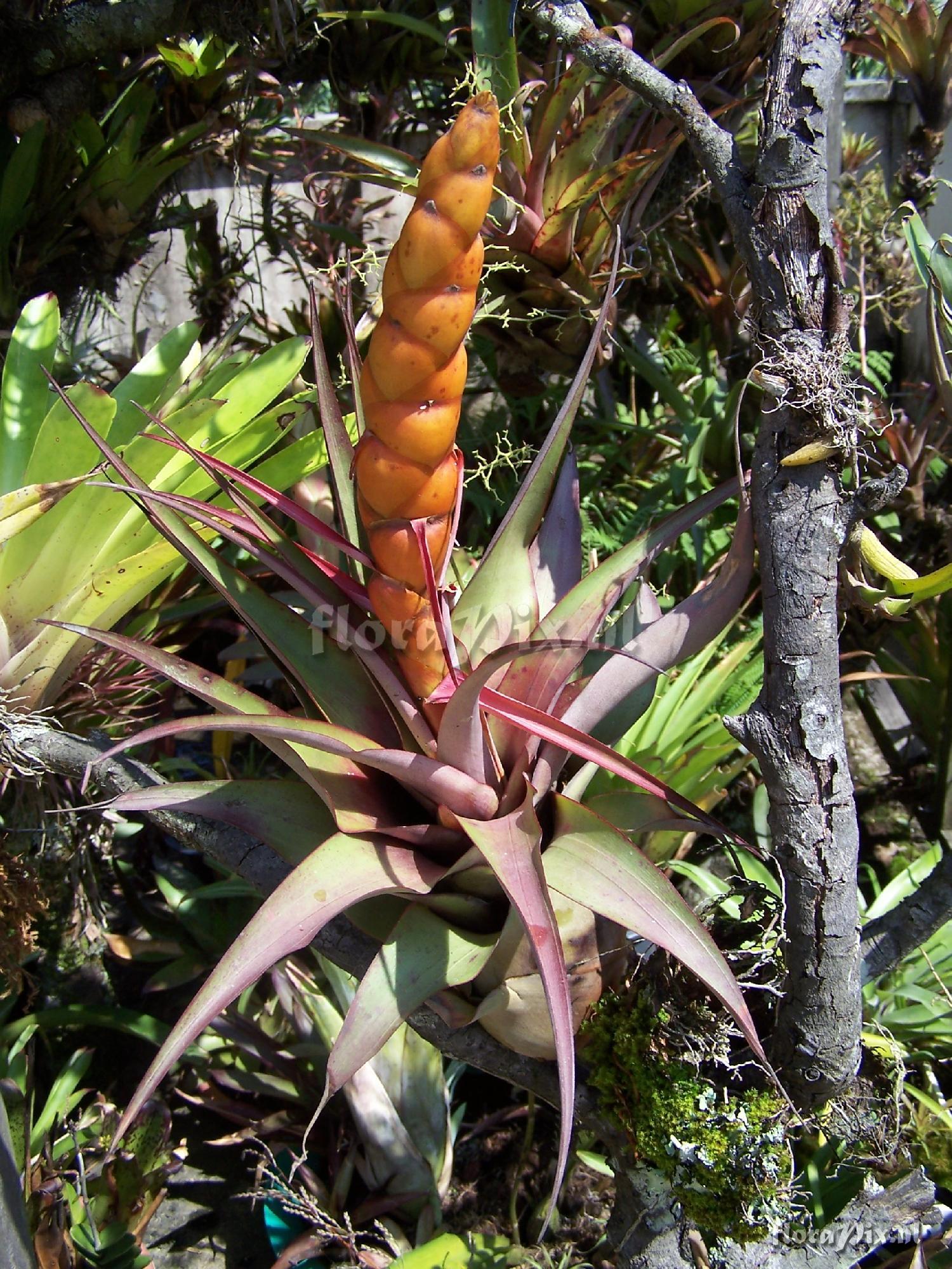 Tillandsia portillae