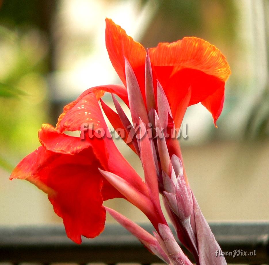 Canna sp. Cannaceae