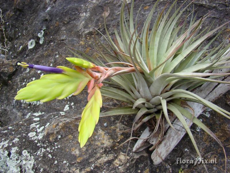 Tillandsia fasciculata 