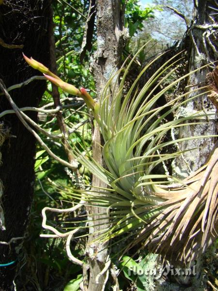 Tillandsia x wilinskii