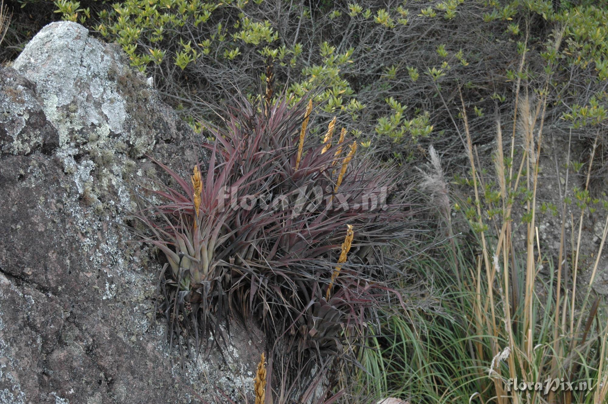 Tillandsia aff. porphyrocraspeda 