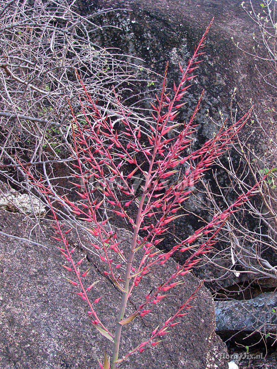 Pitcairnia pruinosa