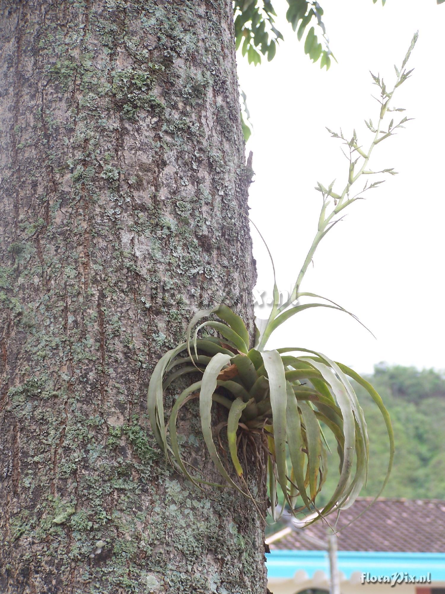 Racinaea multiflora 