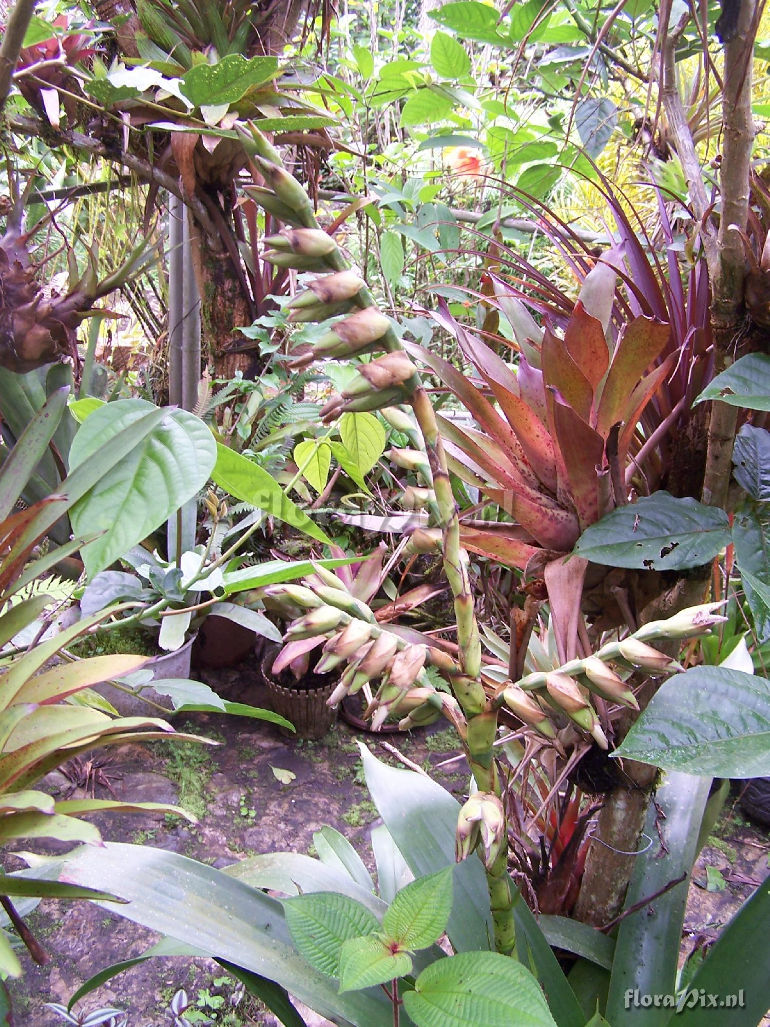 Werauhia sanguinolenta