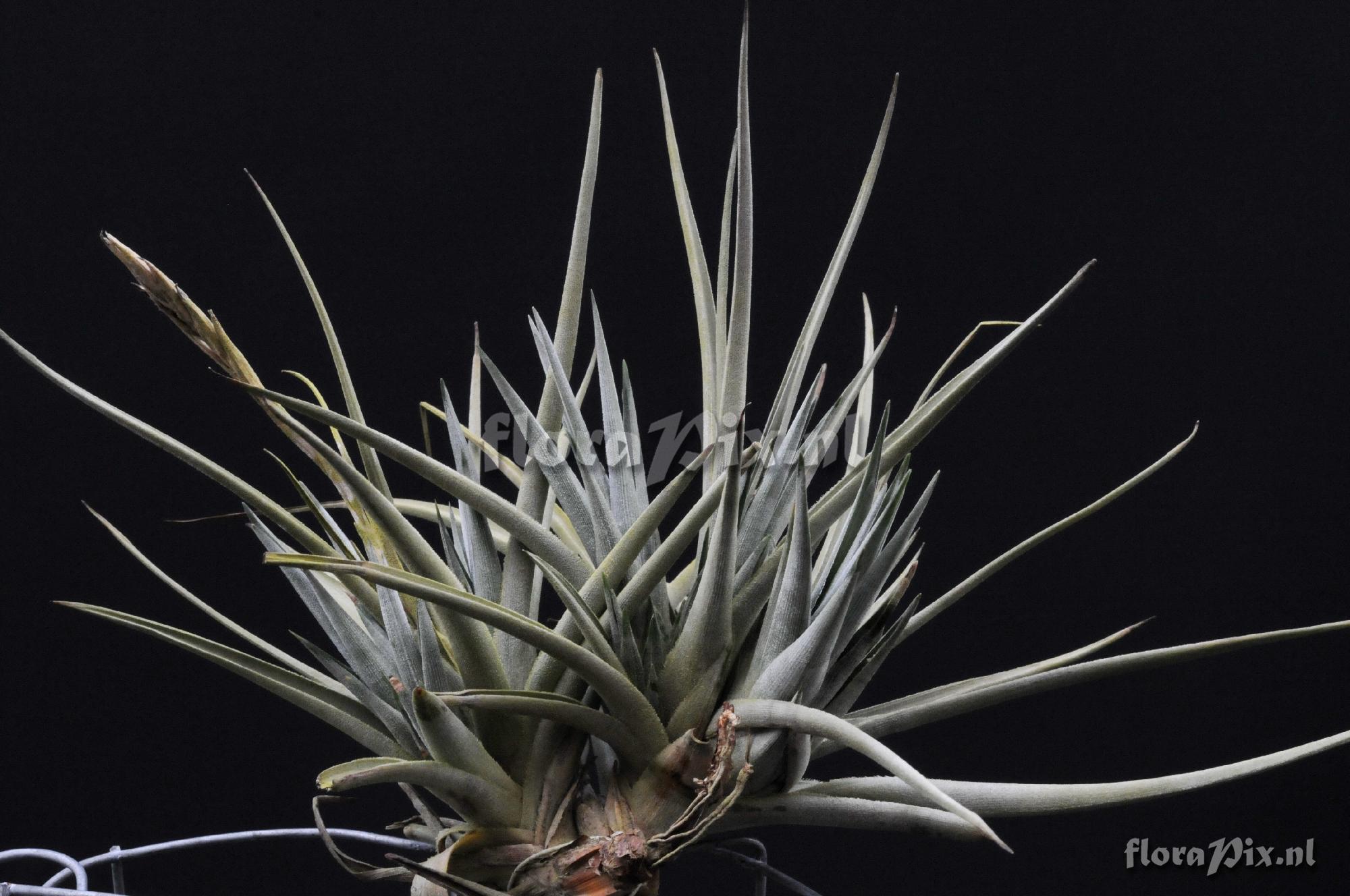 Tillandsia sp.