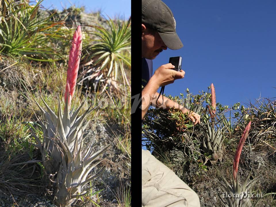 Tillandsia petraea