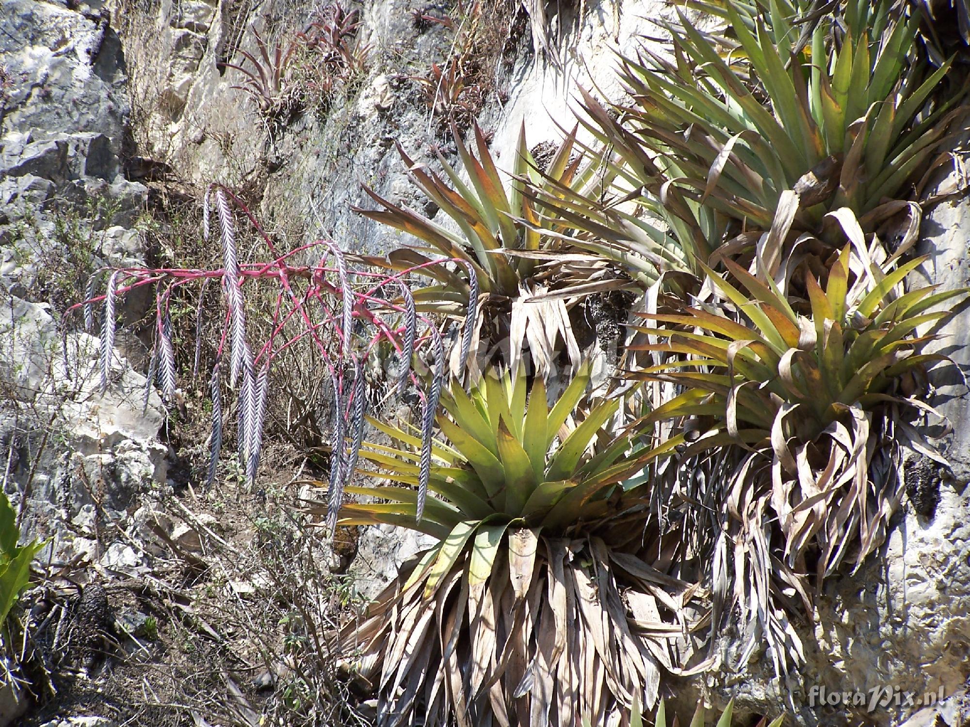 Tillandsia ferreyrae