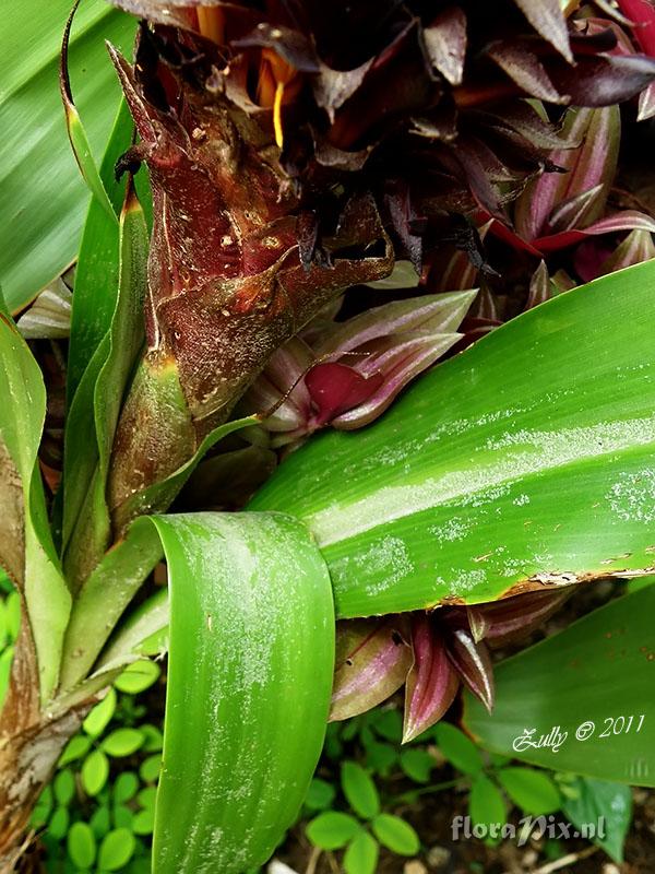 Pitcairnia funkiae