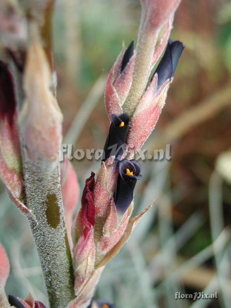 Puya tuberosa Mez