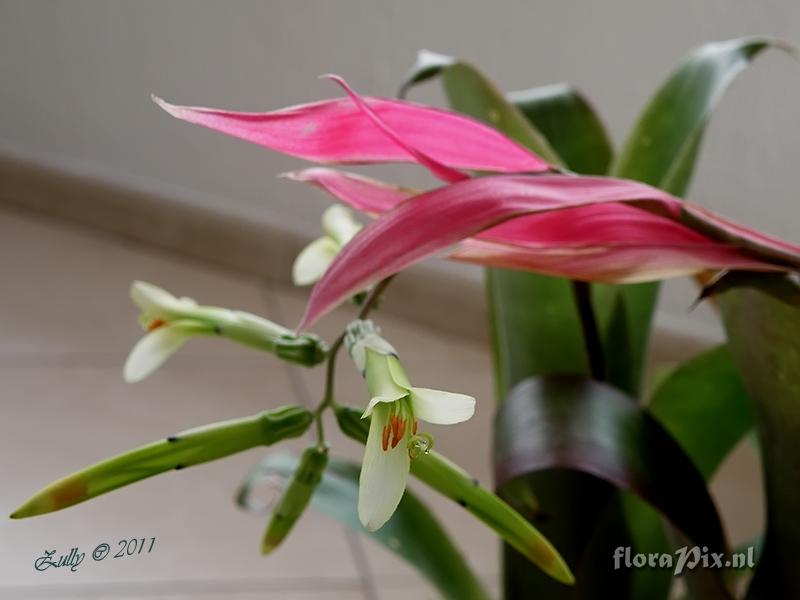 Billbergia sp