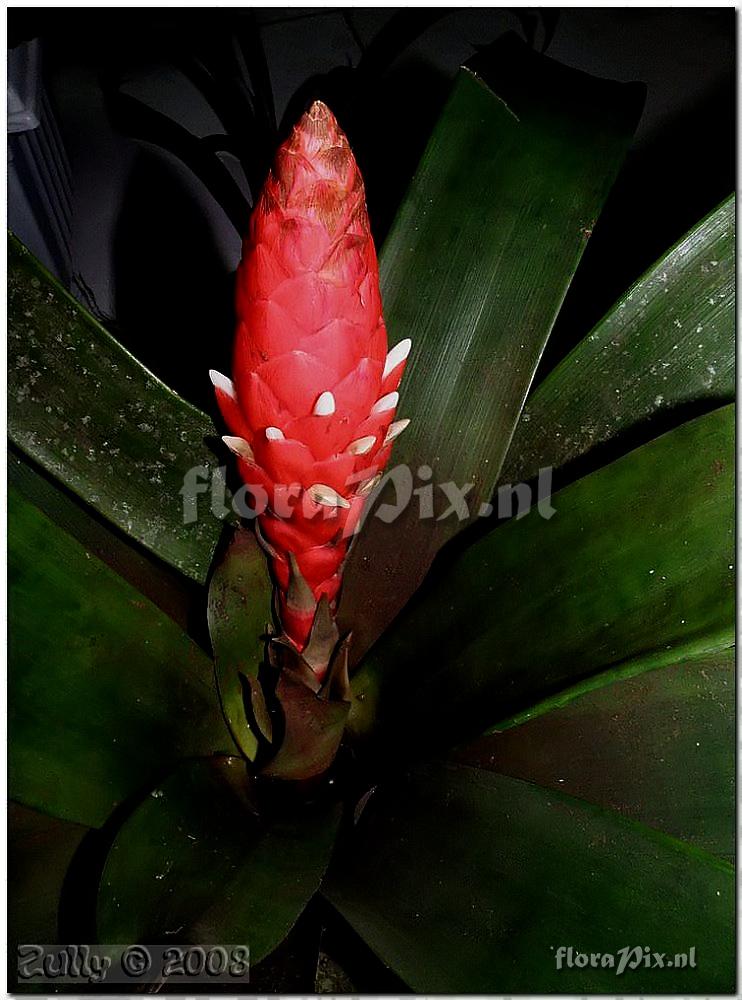 Guzmania desautelsii