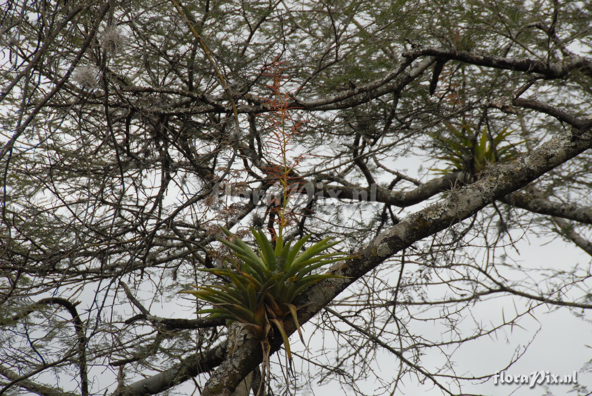 Racinaea multiflora