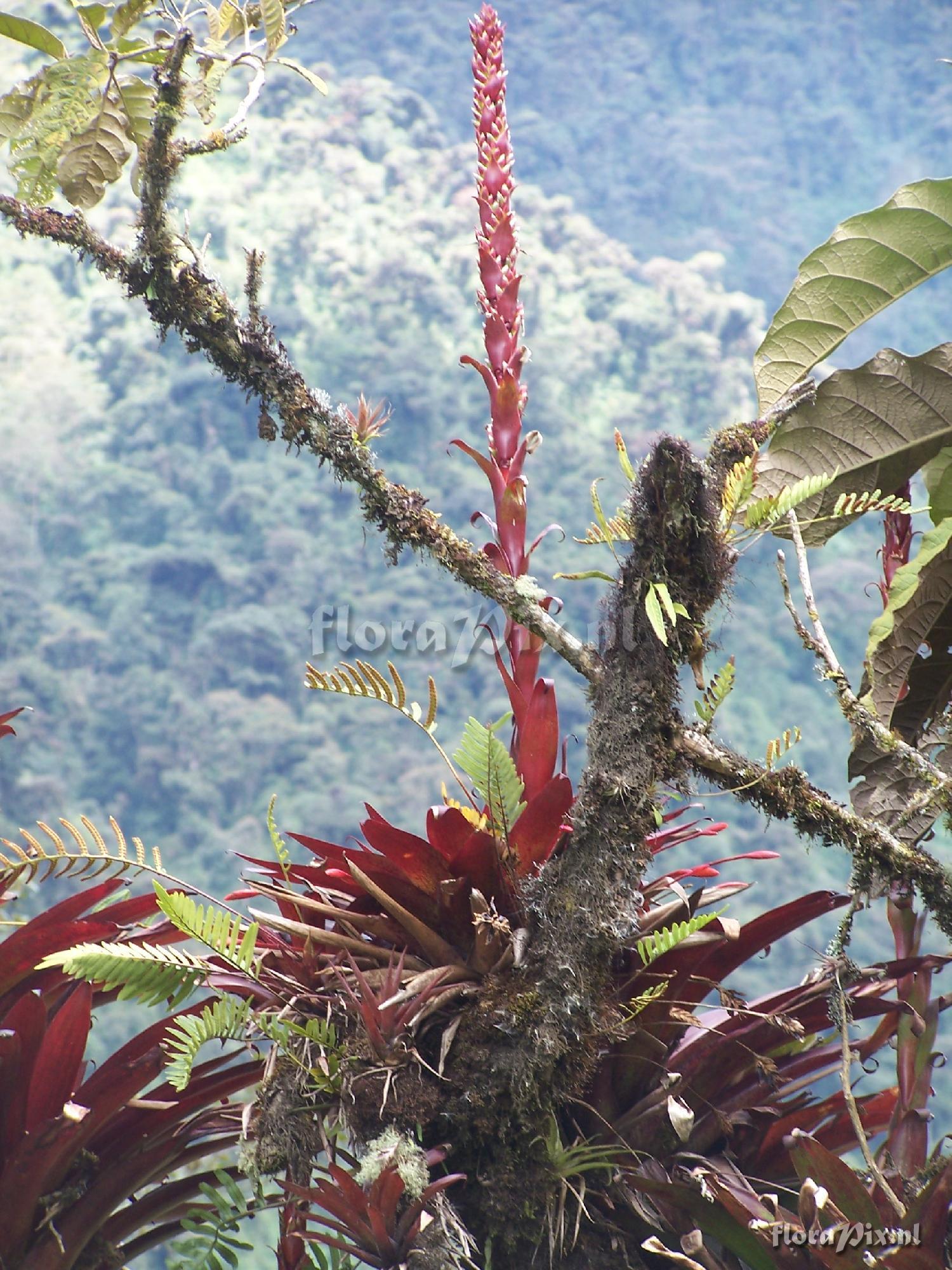 Tillandsia pastensis