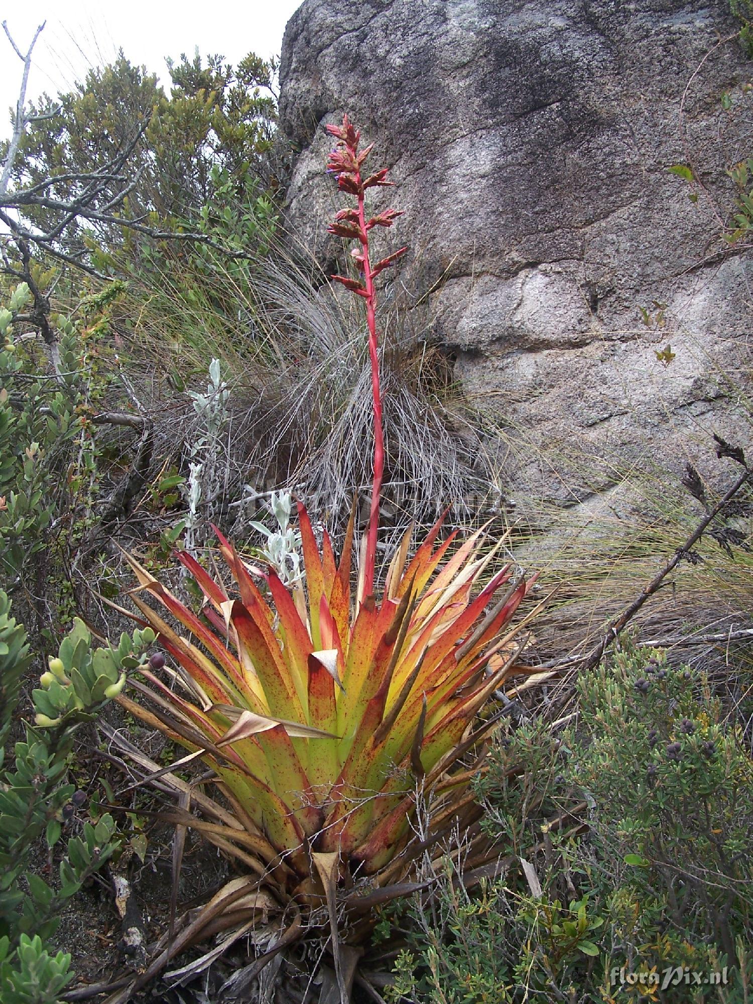 Tillandsia sp.