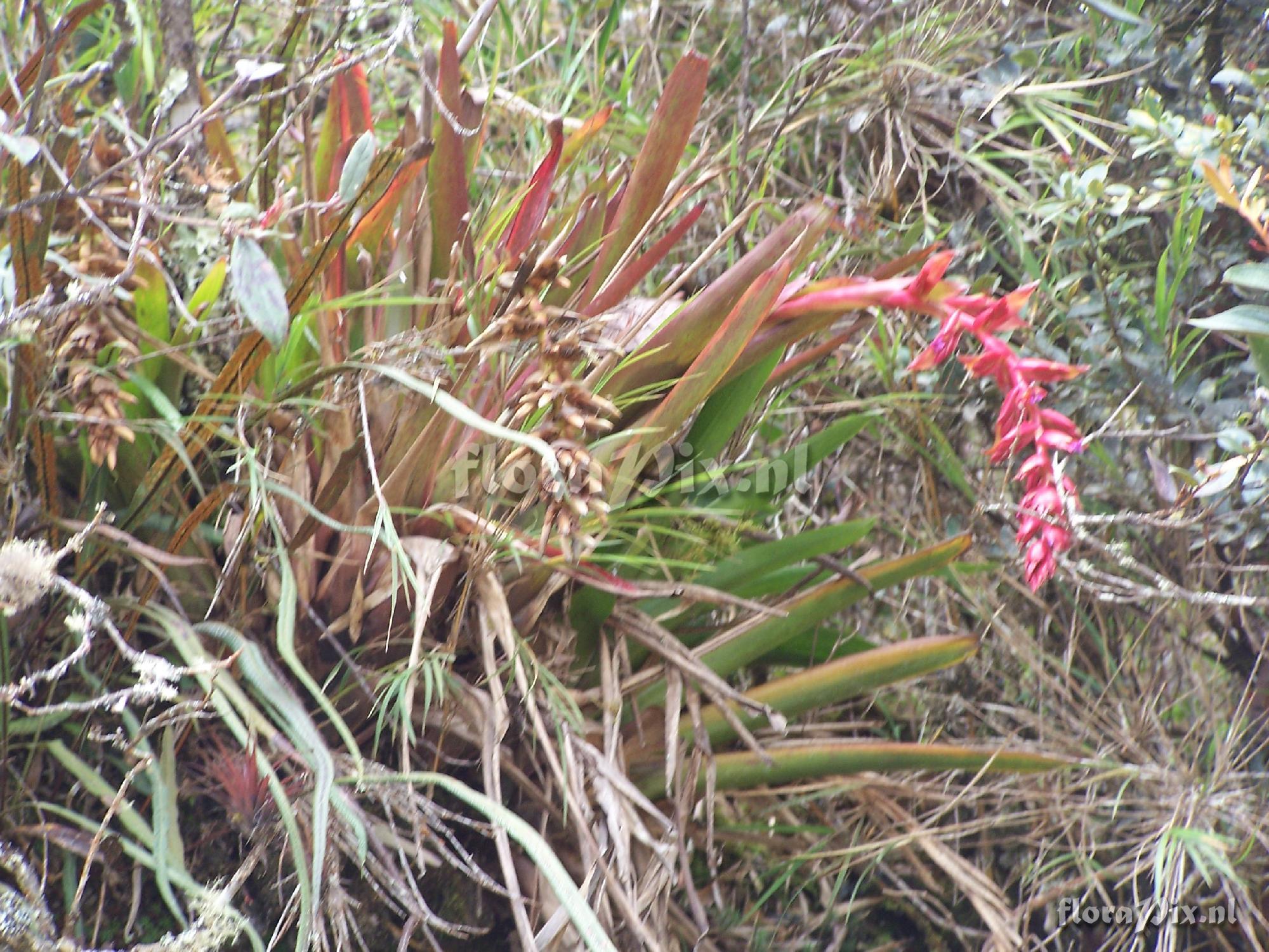 Tillandsia sp.