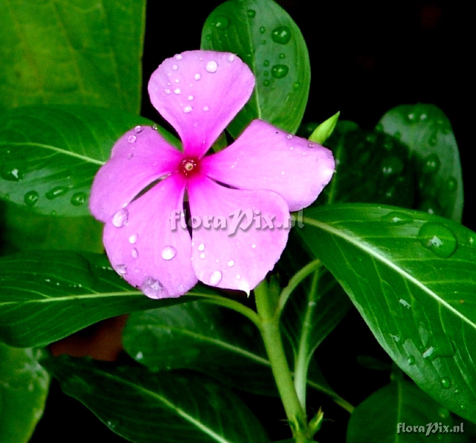 Catharanthus roseus