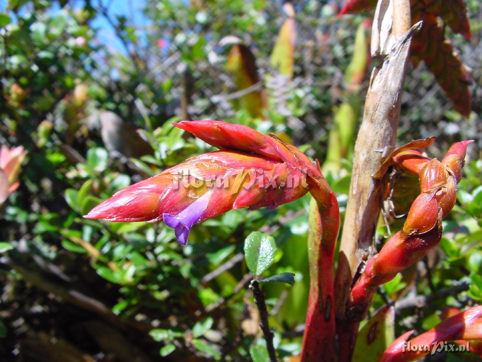 Tillandsia sp.