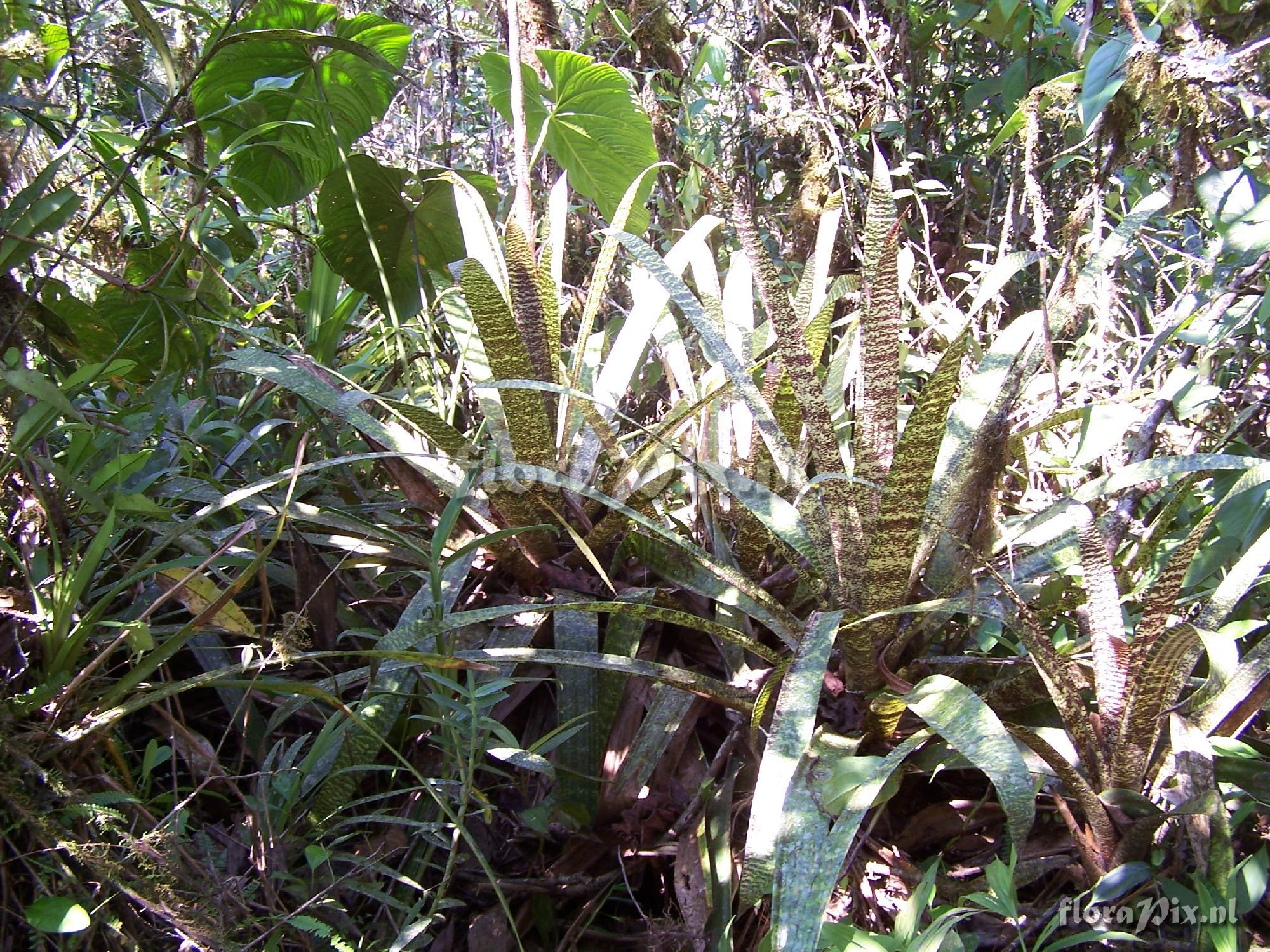 Guzmania 