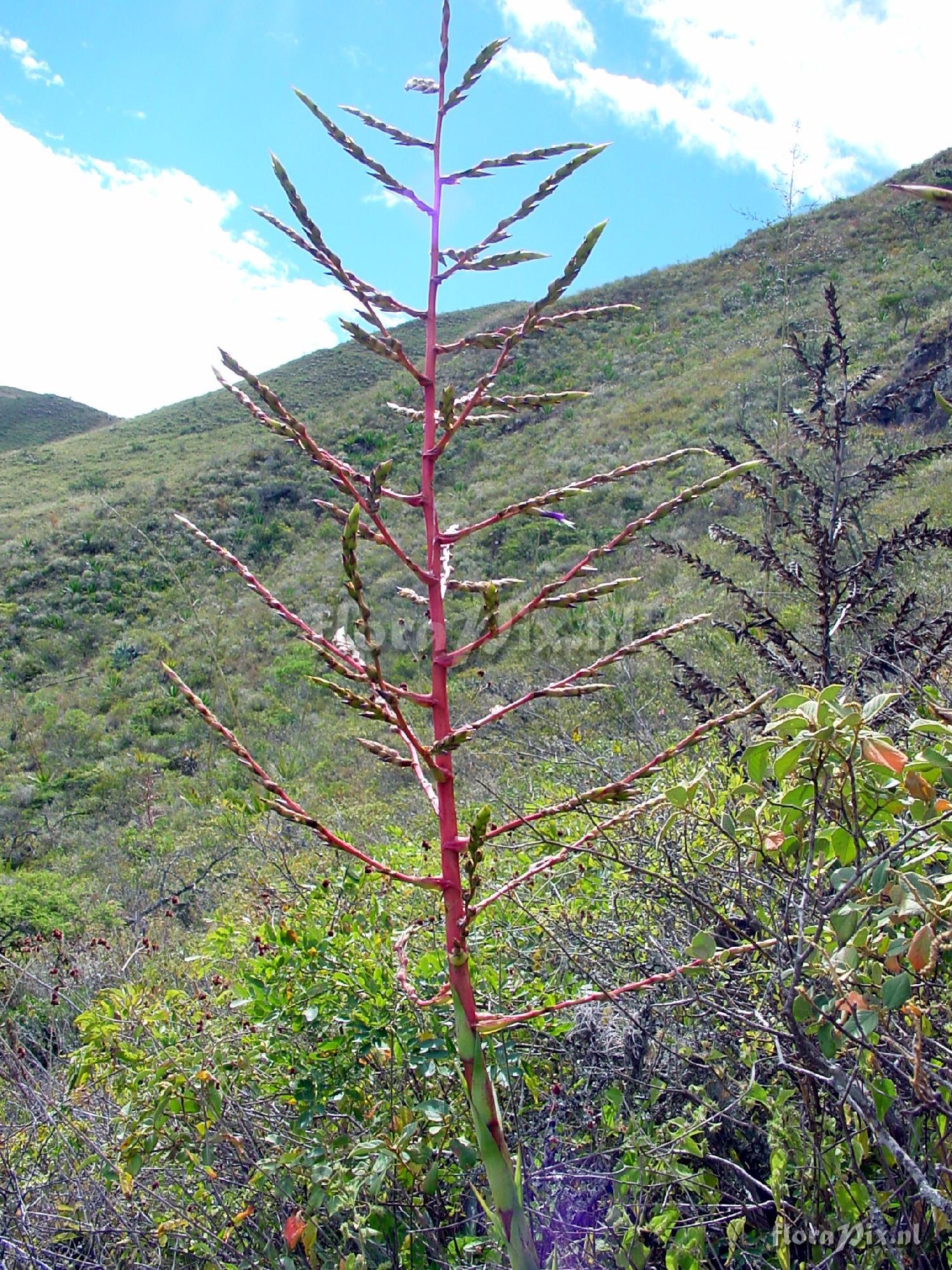 Tillandsia secunda var. mayor