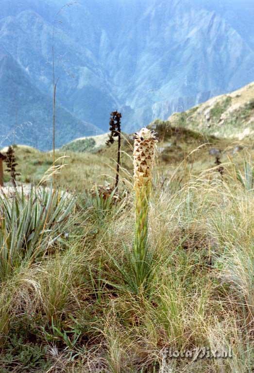 Puya cajasensis