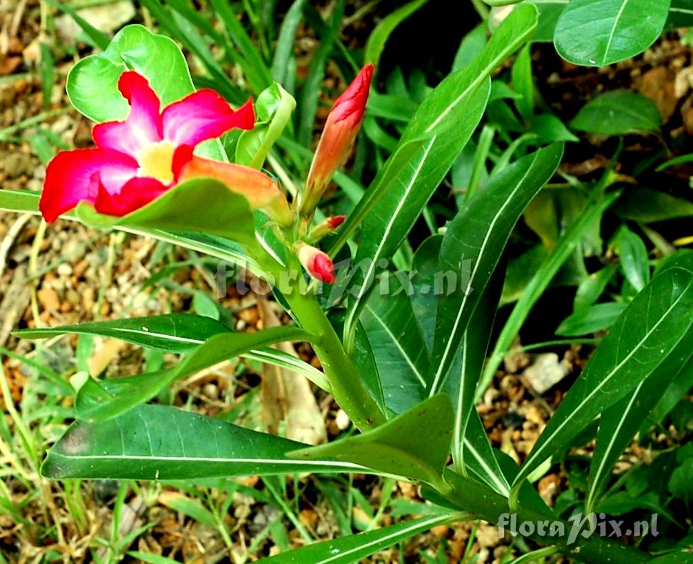 Adenium sp. Mock Azalea