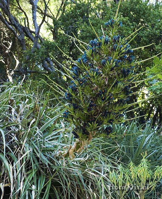 Puya berteroniana