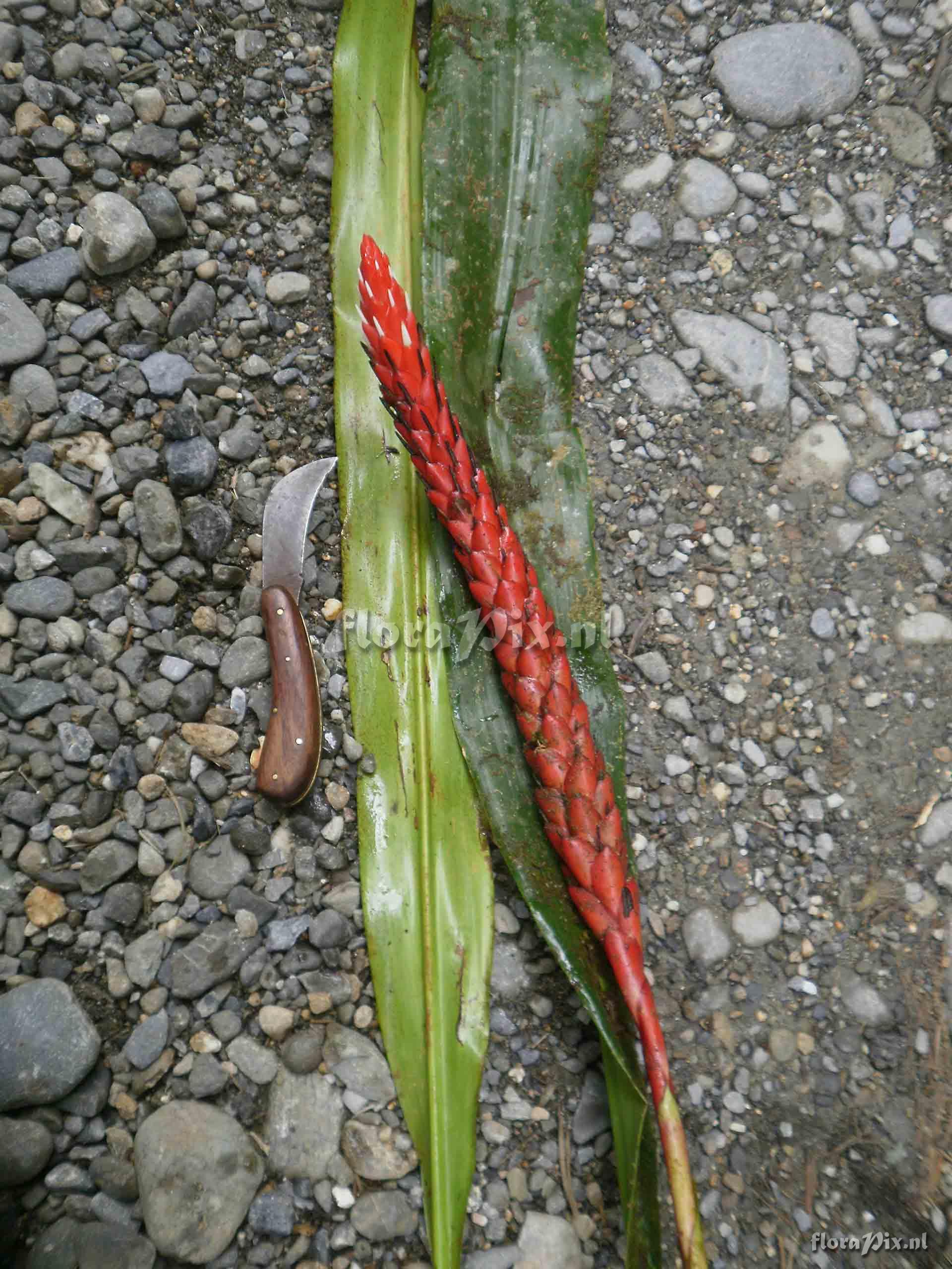 Pitcairnia archeri 