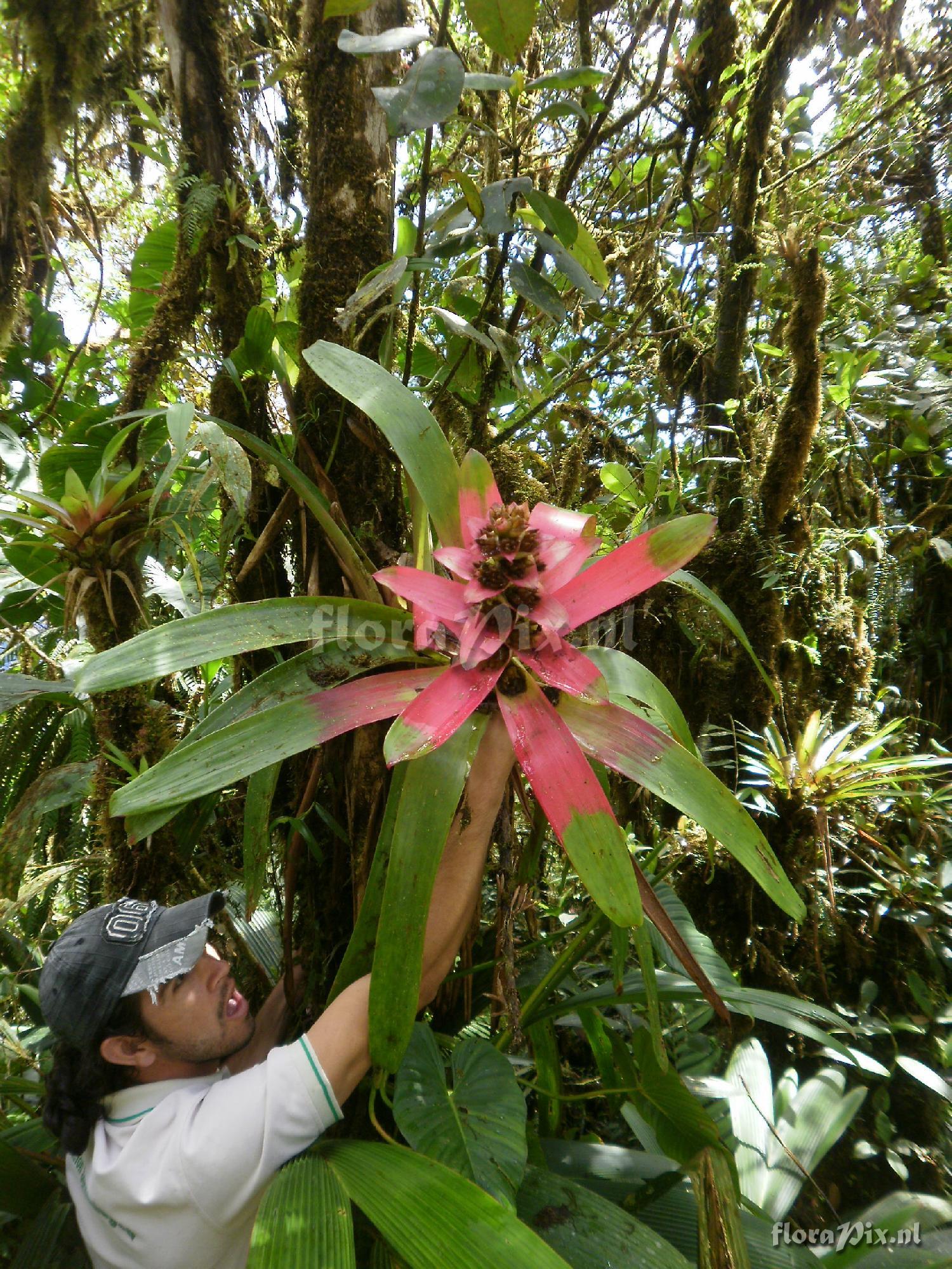 Guzmania kressii