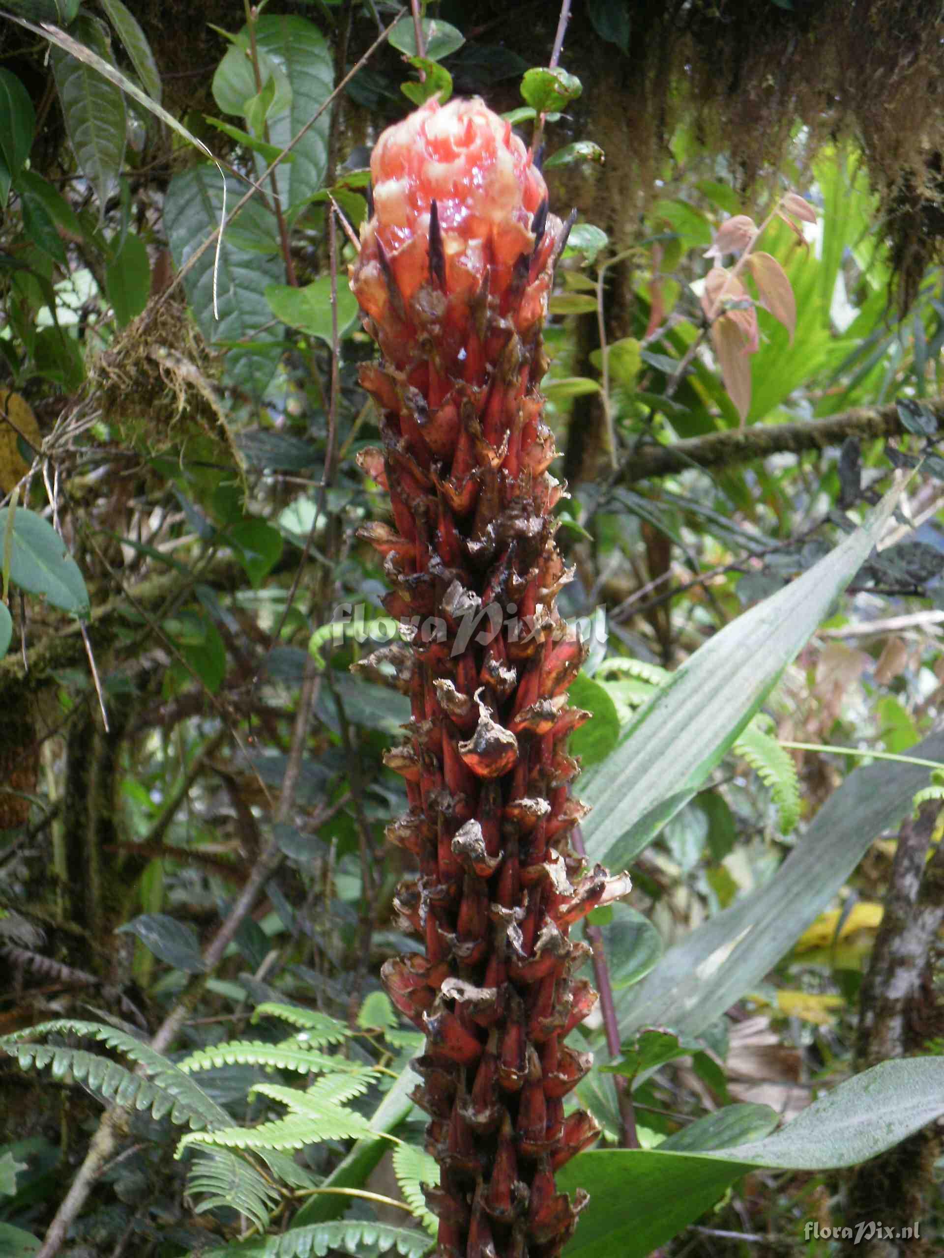 Pitcairnia sp?