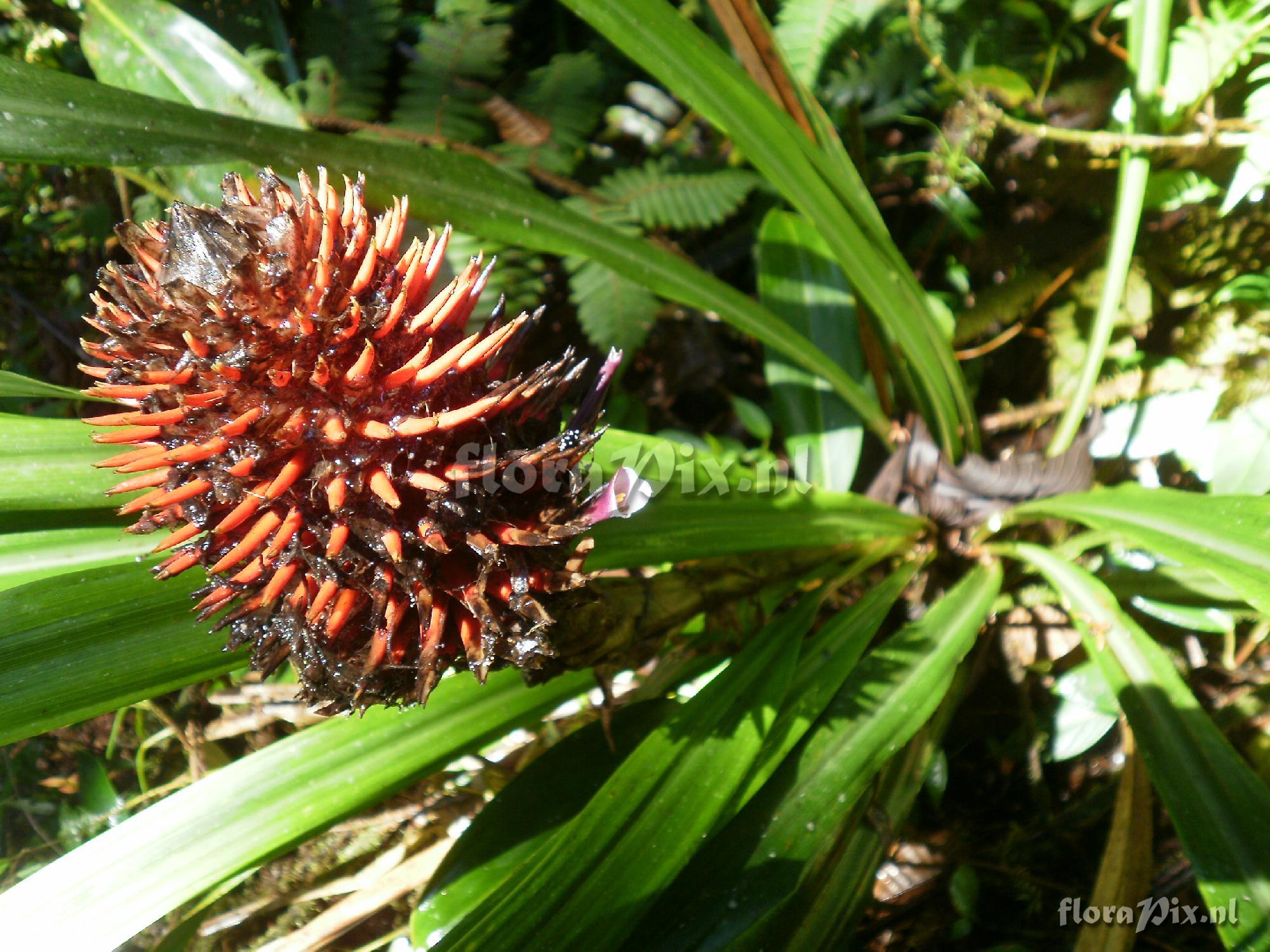 Aechmea sp ?.