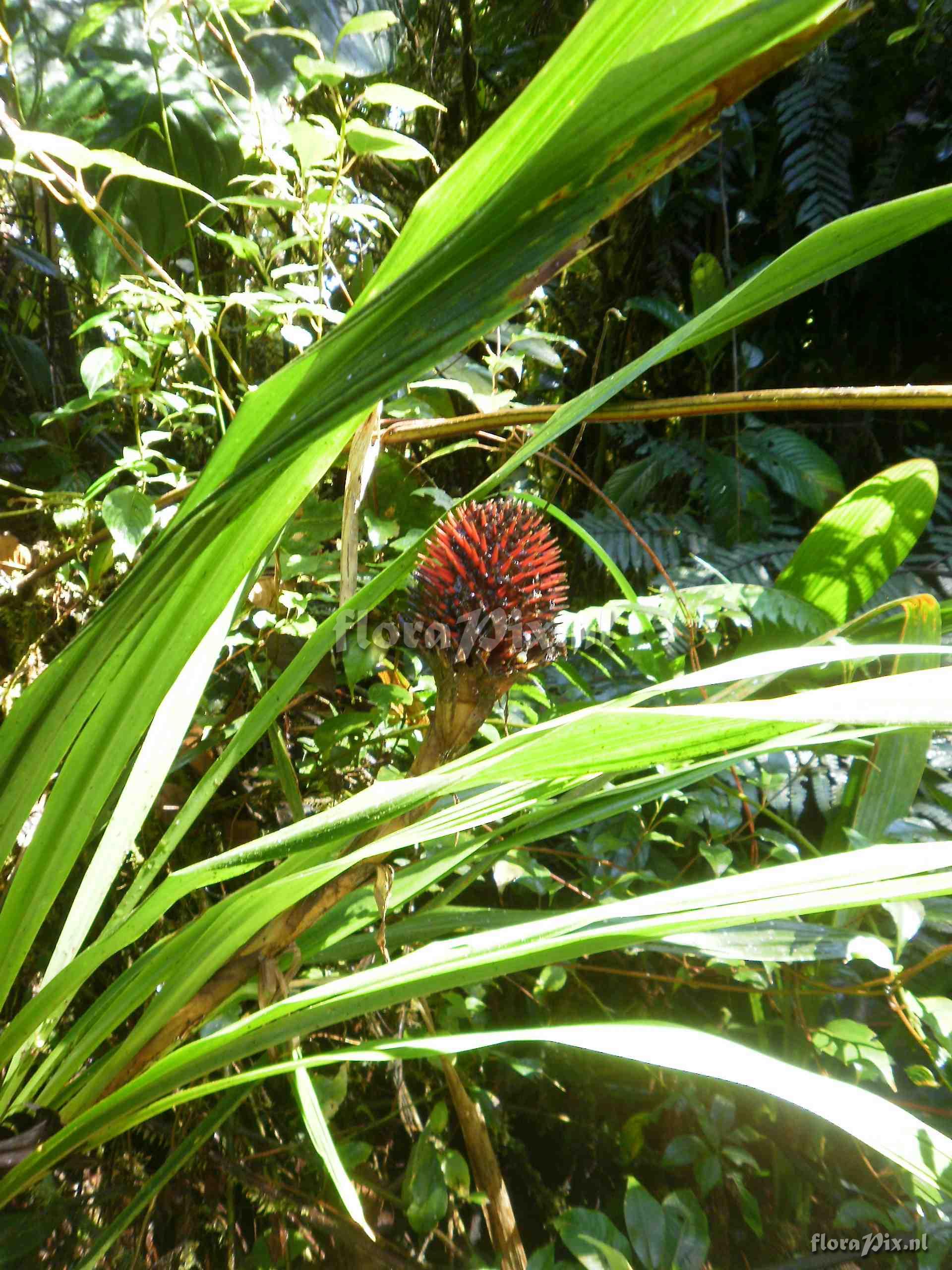 Aechmea sp ?.