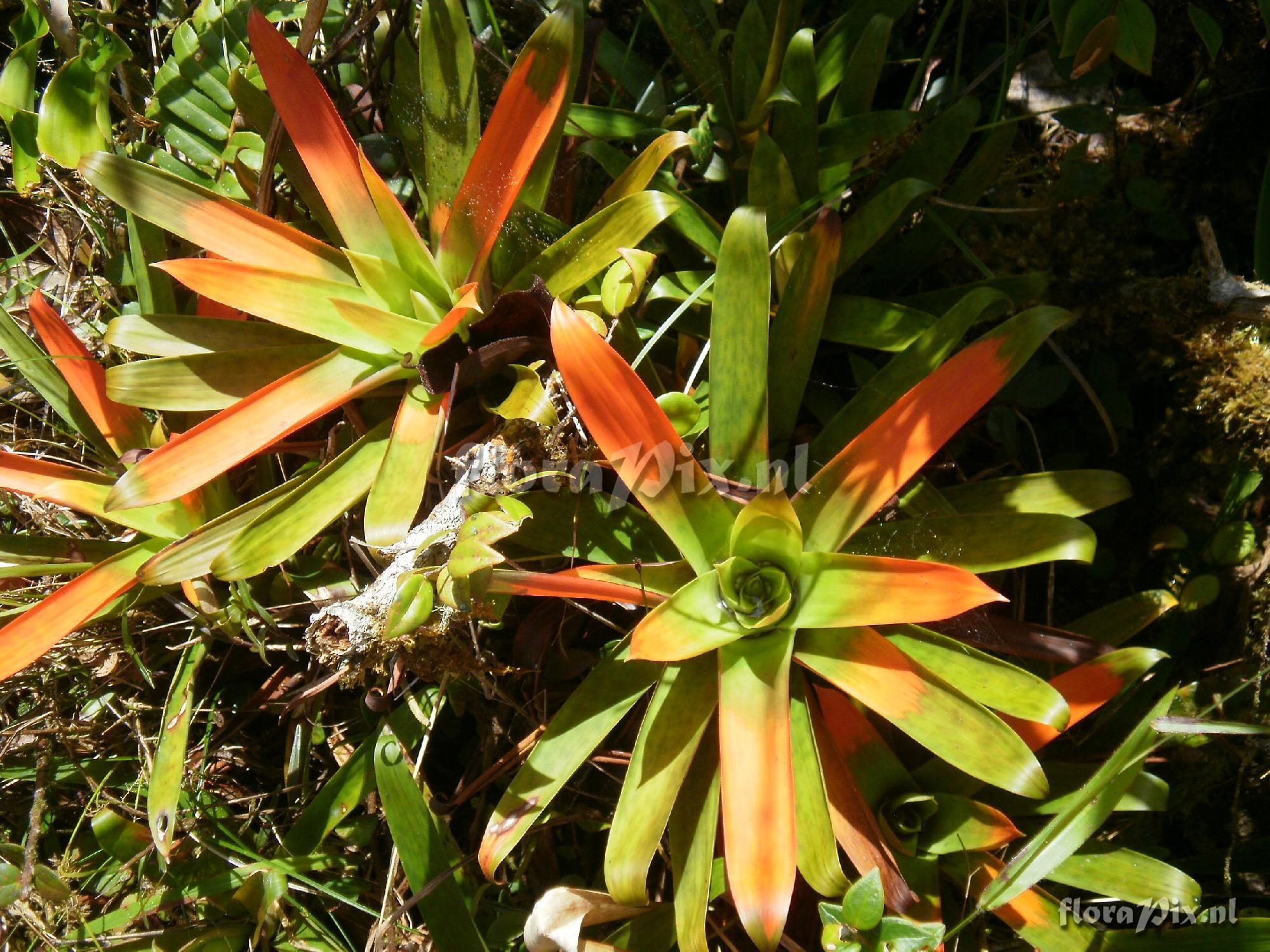 Guzmania sp. nov. aff nidularioides