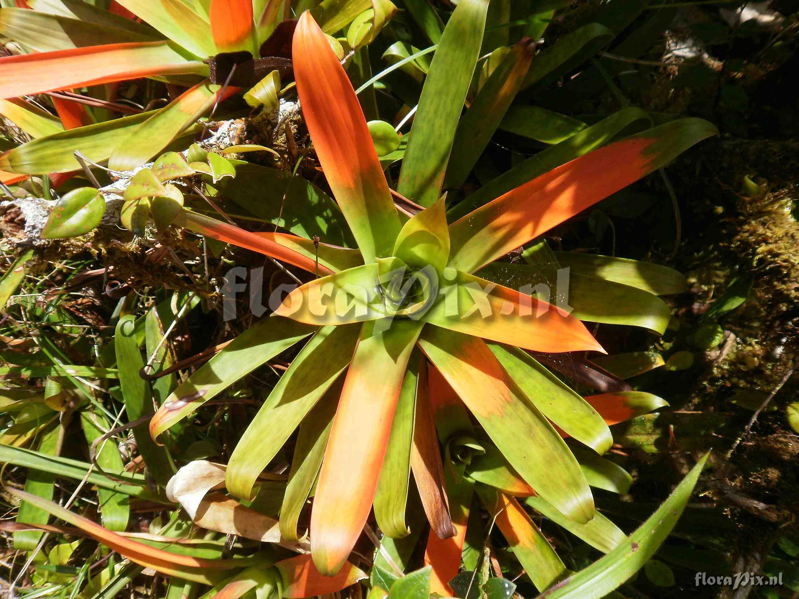 Guzmania sp. nov. aff nidularioides