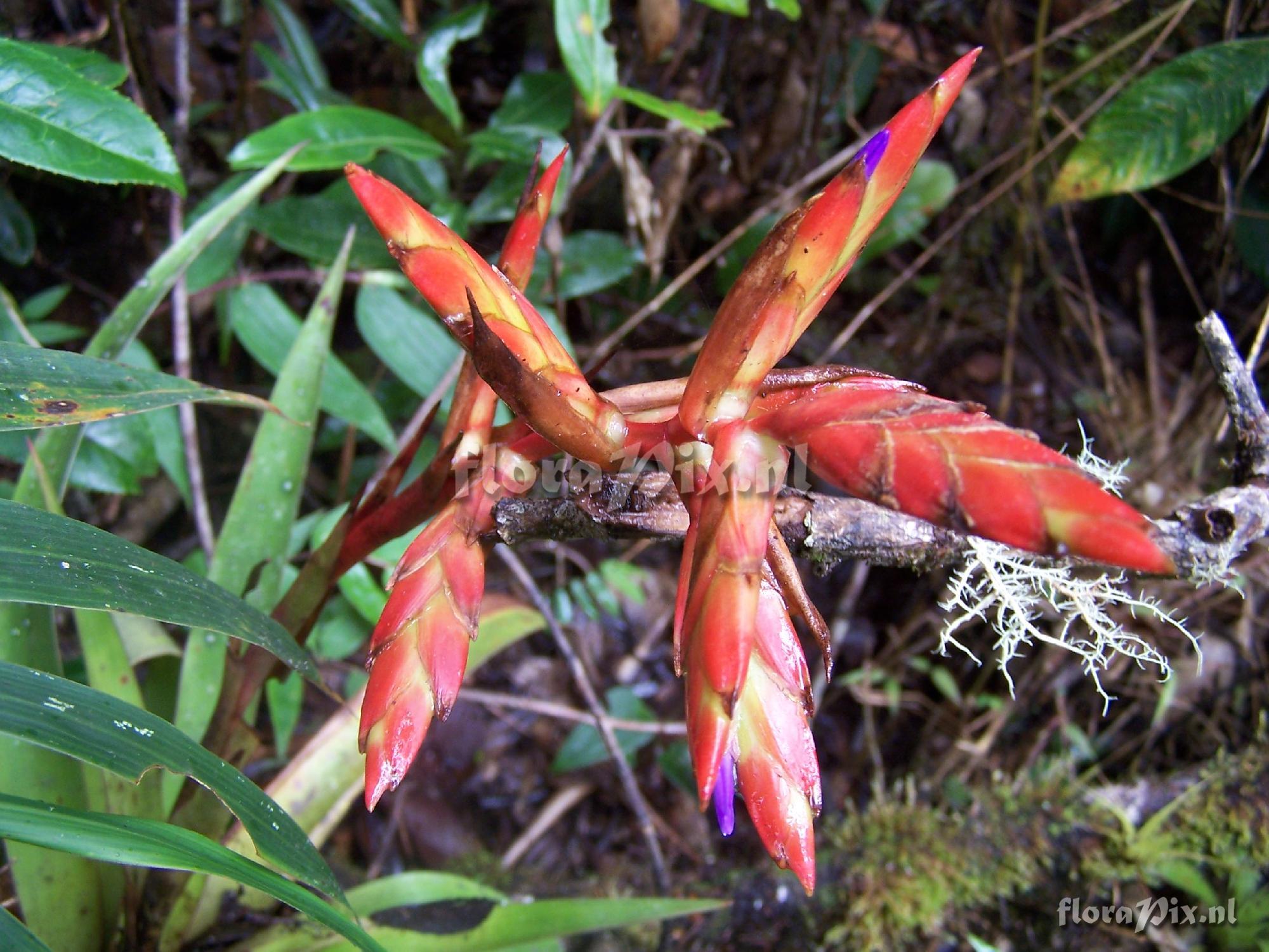 Tillandsia cf. confinis